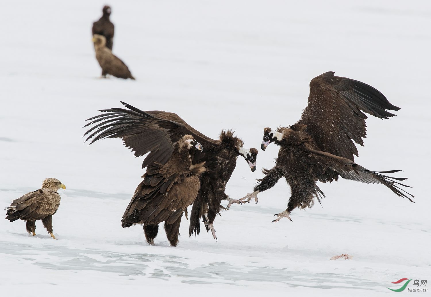 爪对爪——秃鹫