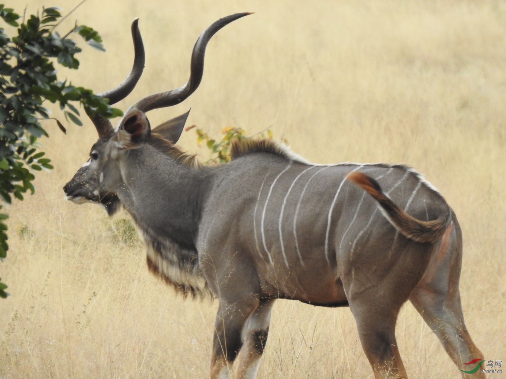 greater kudu 大捻角羚1.jpg