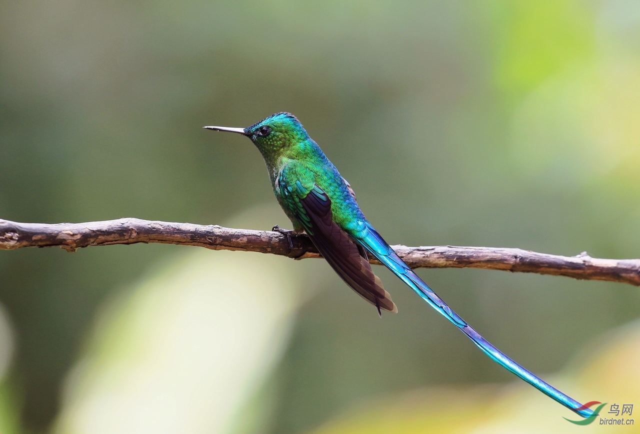 长尾蜂鸟