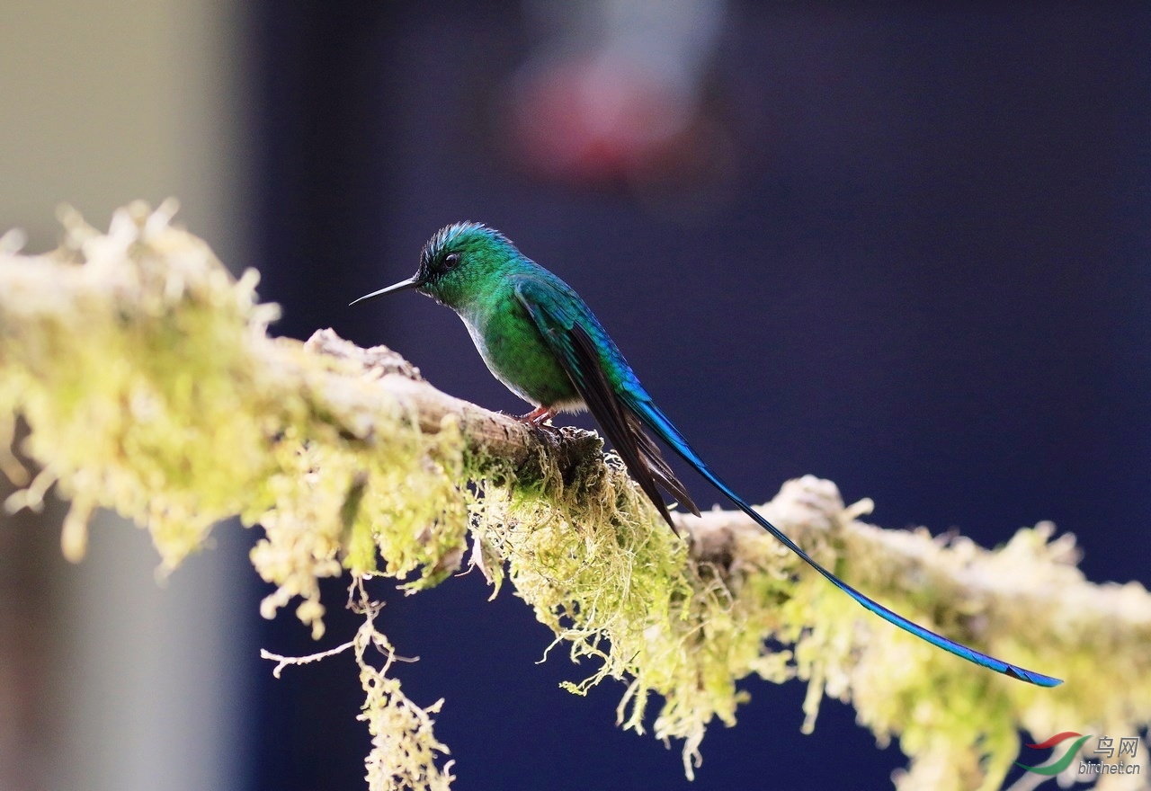 长尾蜂鸟