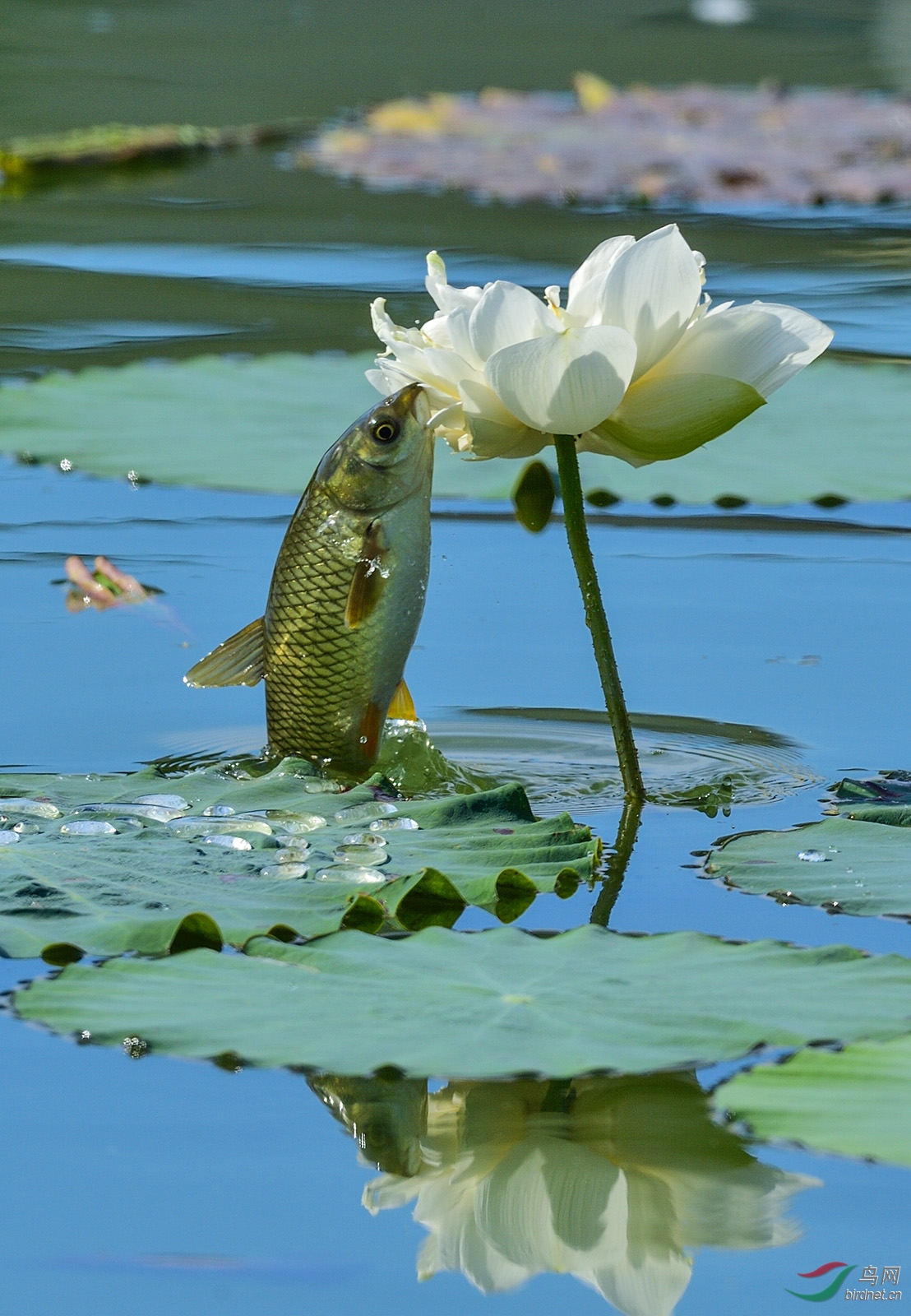 荷花鱼水图片大全图片图片