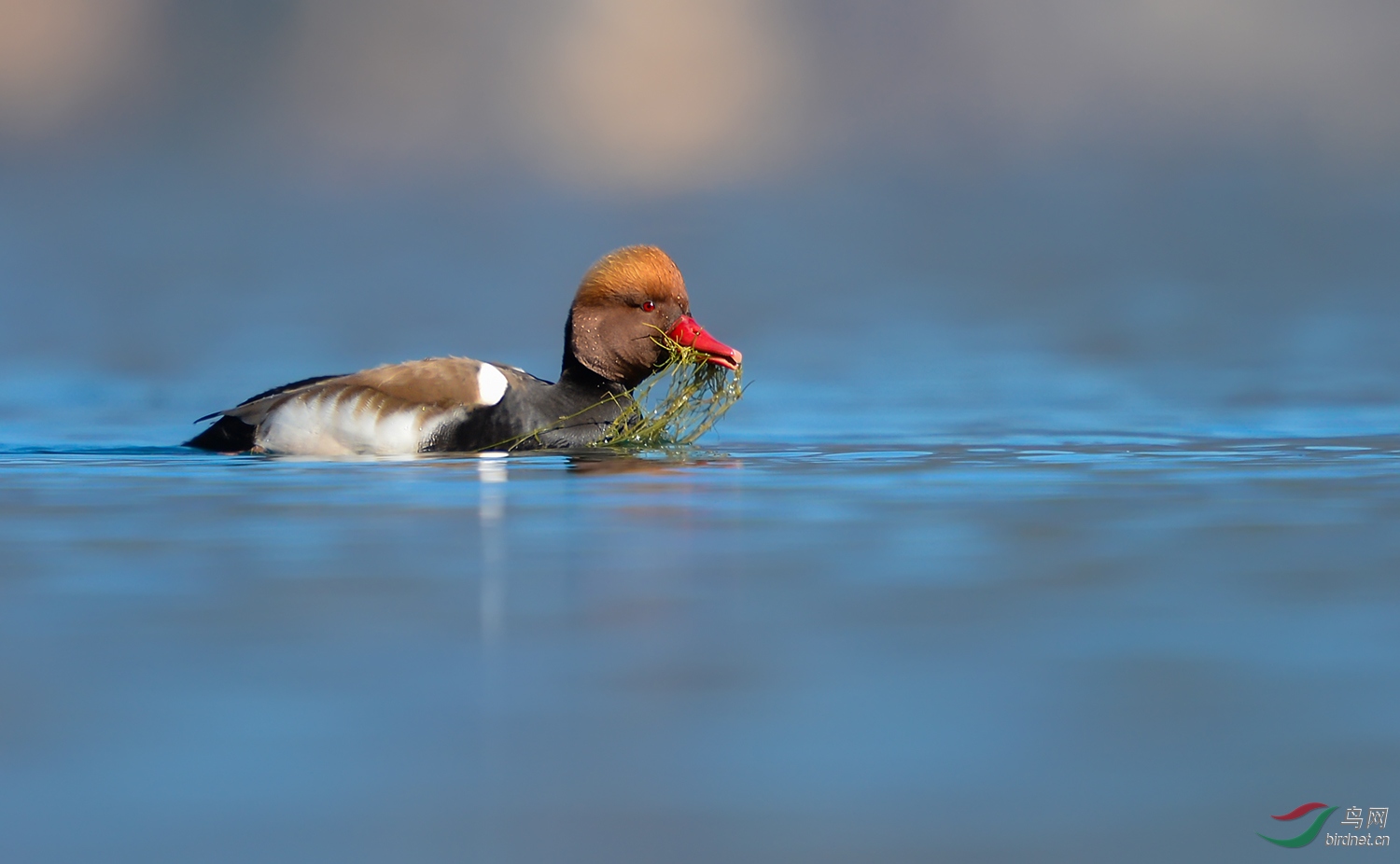 赤嘴潜鸭~~~贺图获《首页鸟类精华》