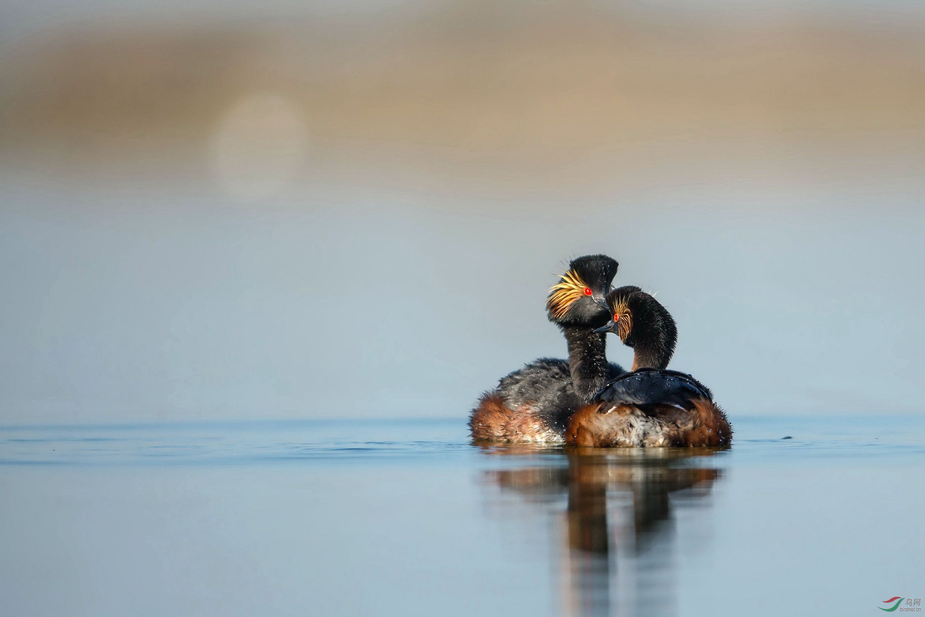 对视- vip版 鸟网