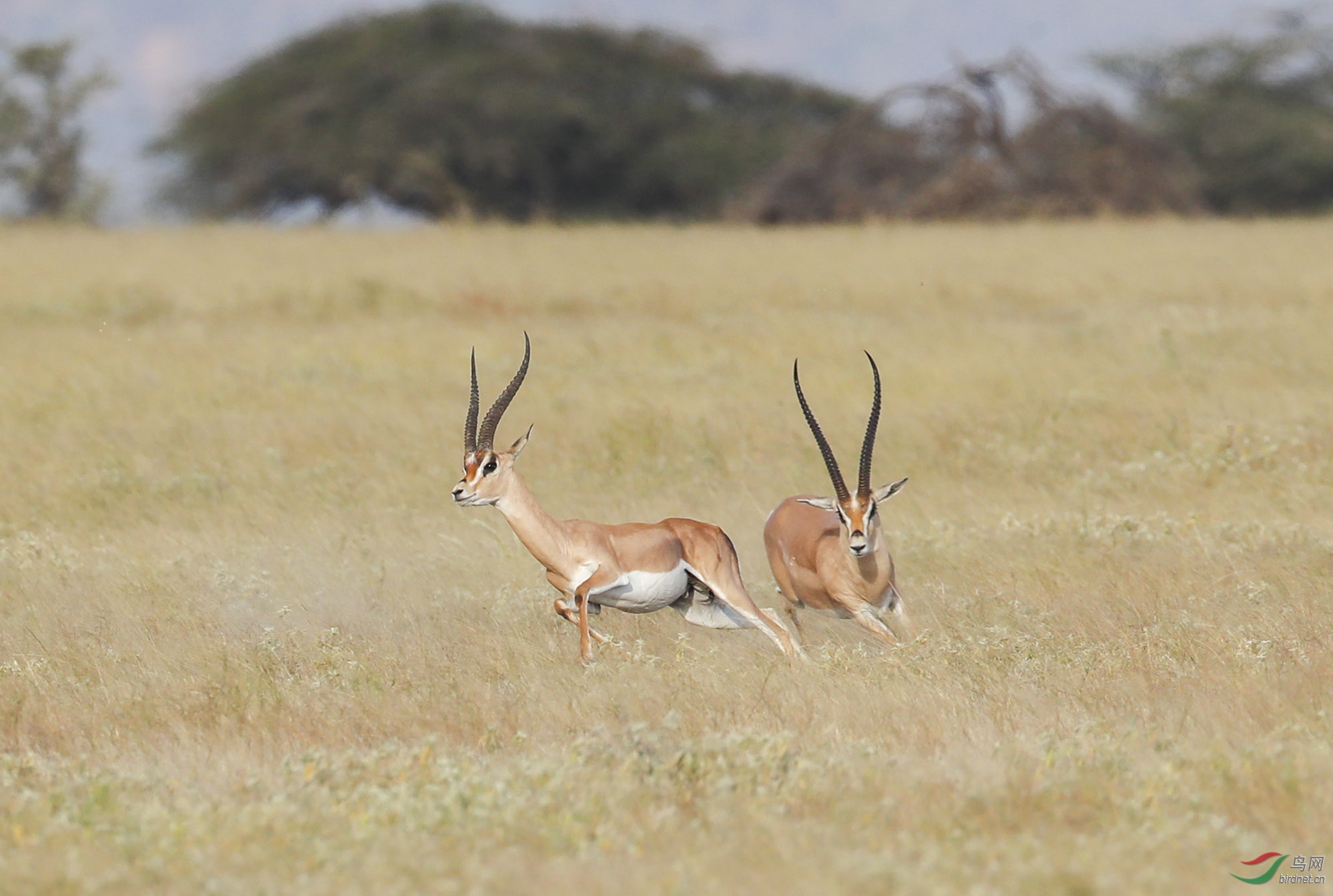 追逐(恭贺获得动物精华)