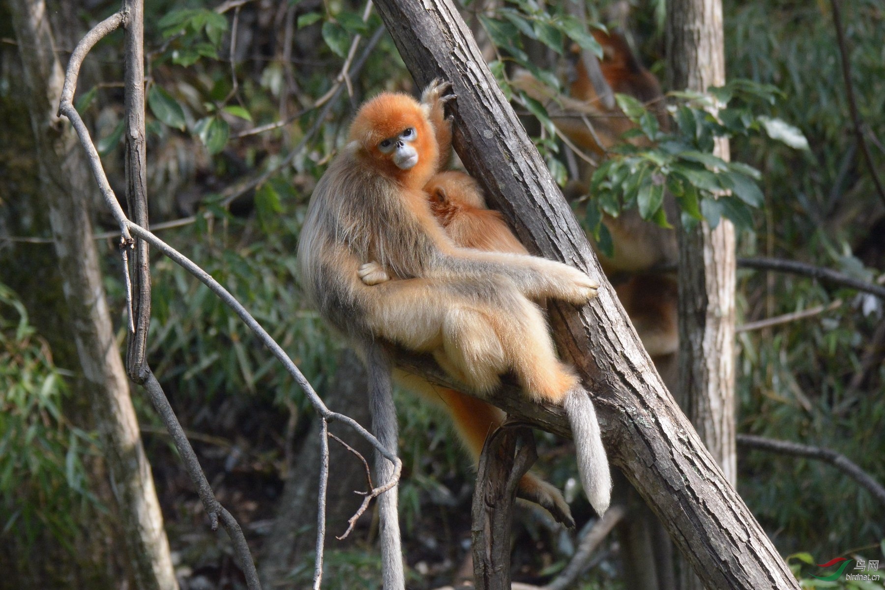 [动物] 金丝猴---母子情深