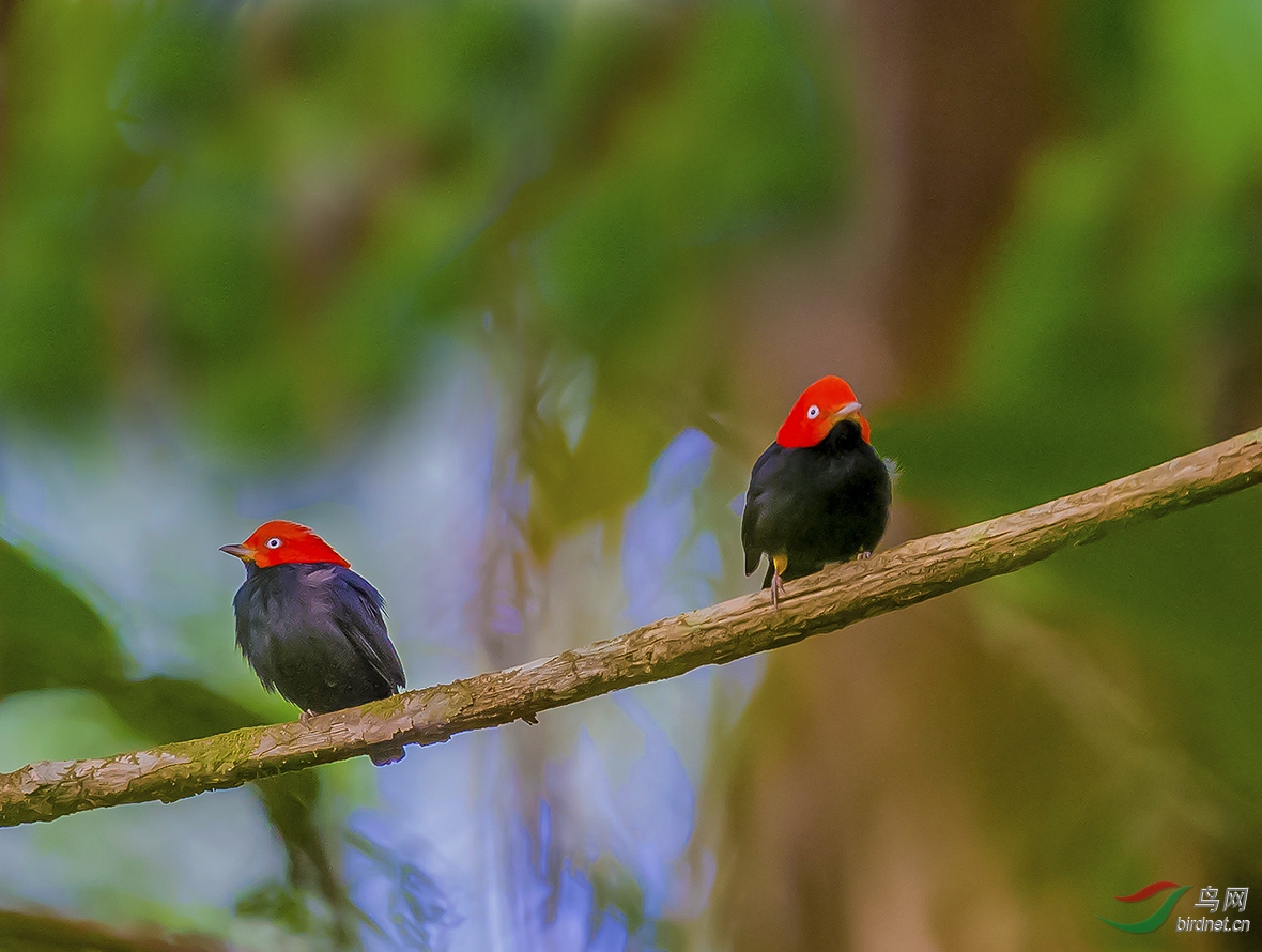 红顶娇翁 荣获首页精华>