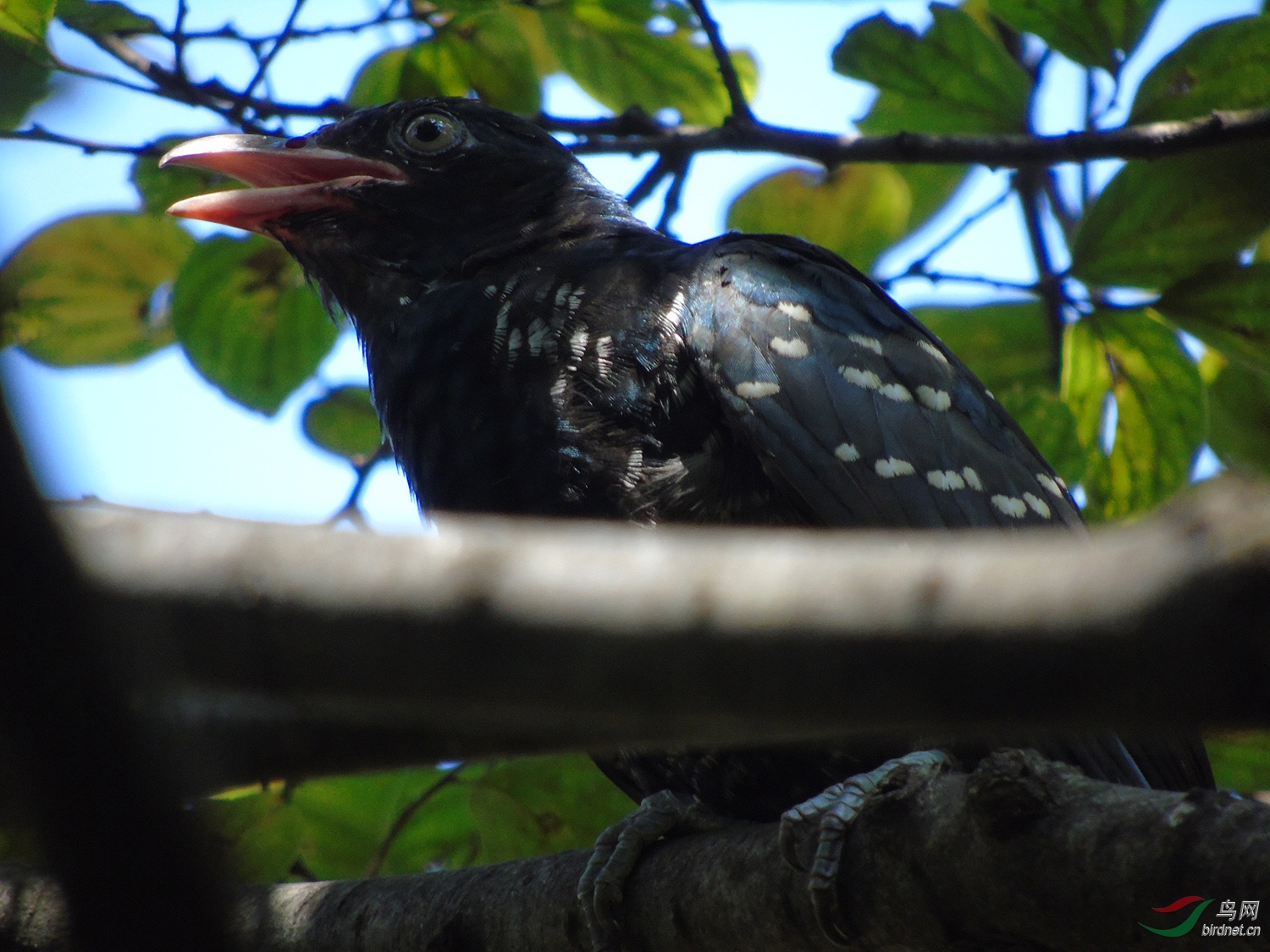 DSC06005.jpg