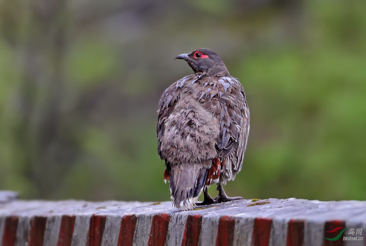 红喉雉鹑