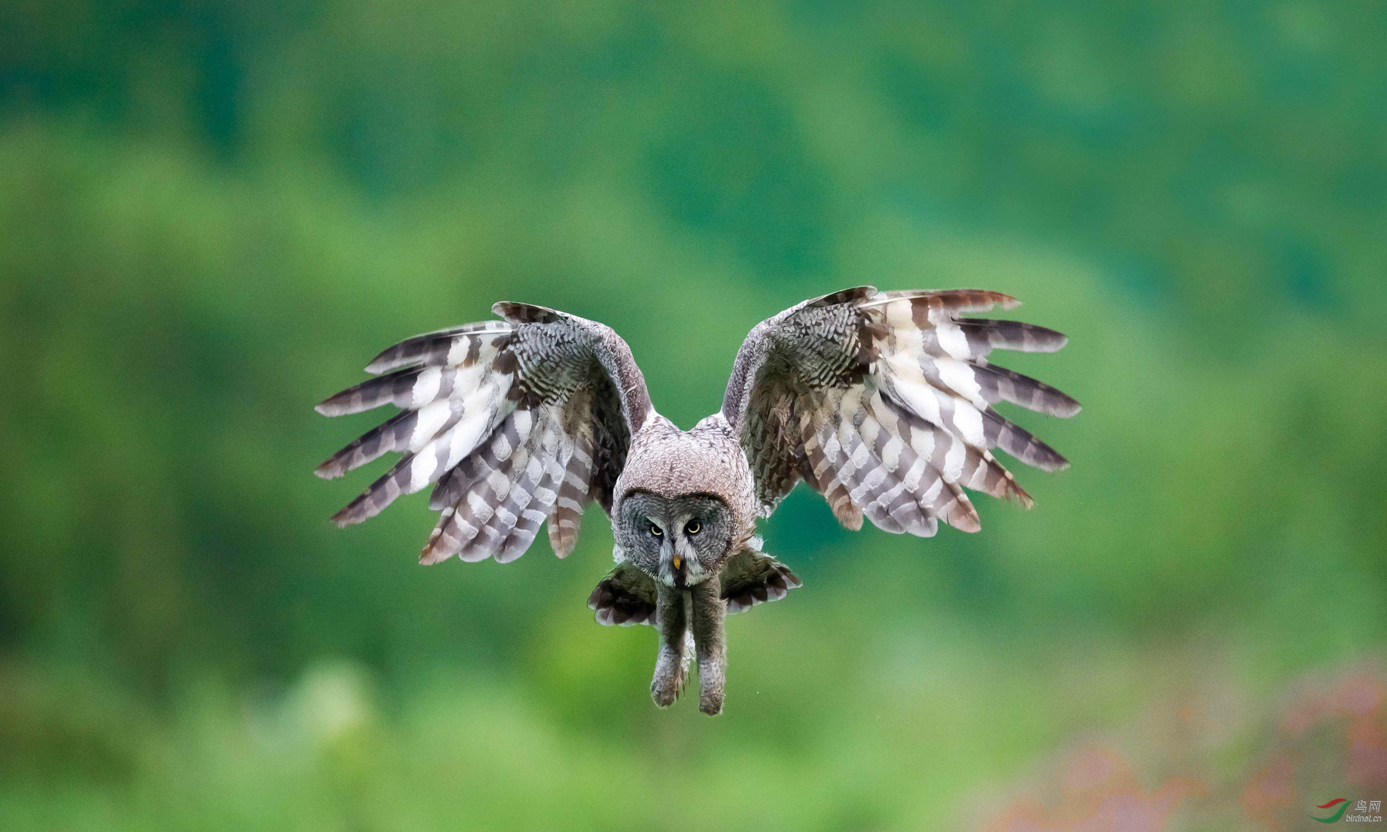 呼伦贝尔大草原乌林鸮拍摄纪实