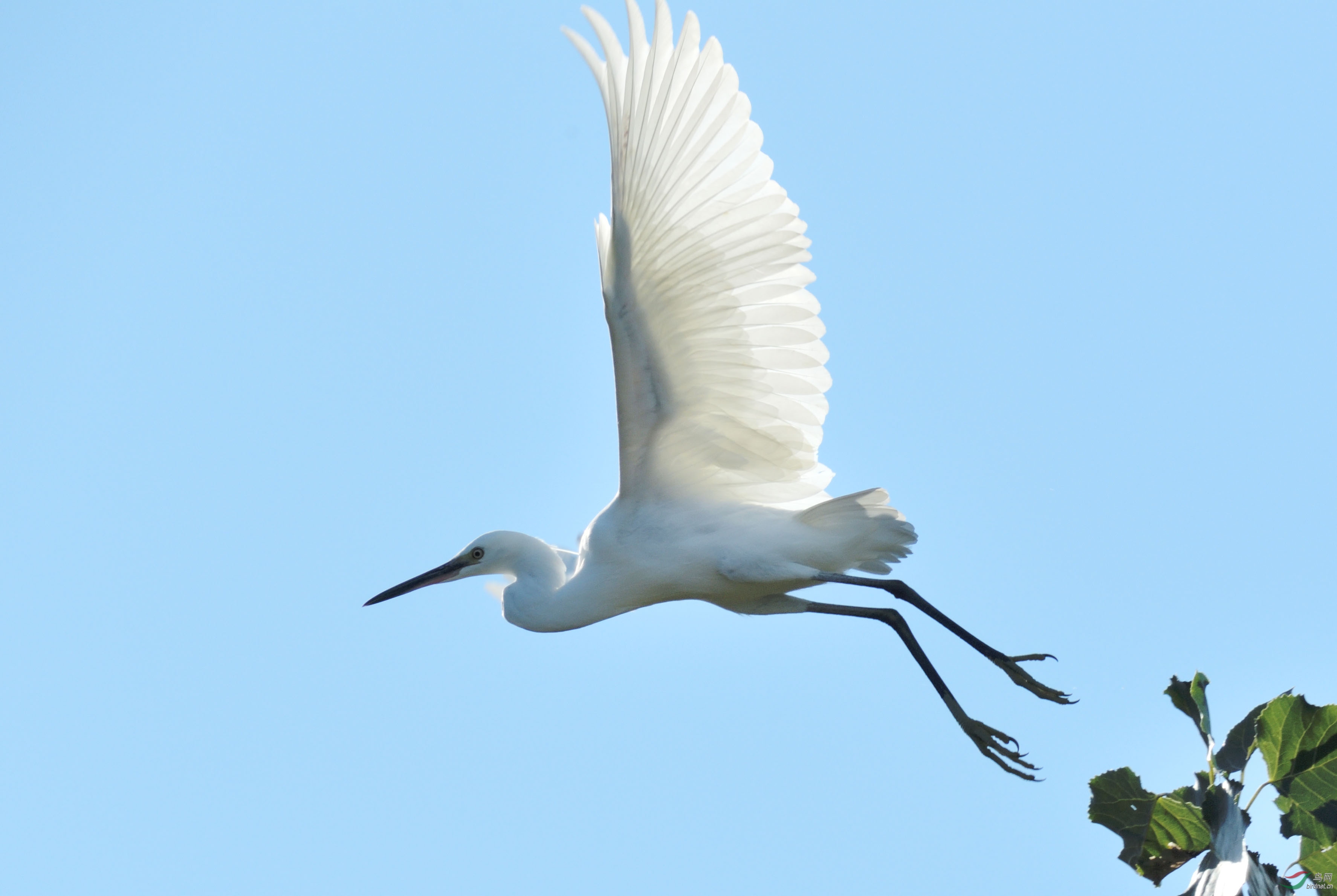 晶莹剔透的白鹭