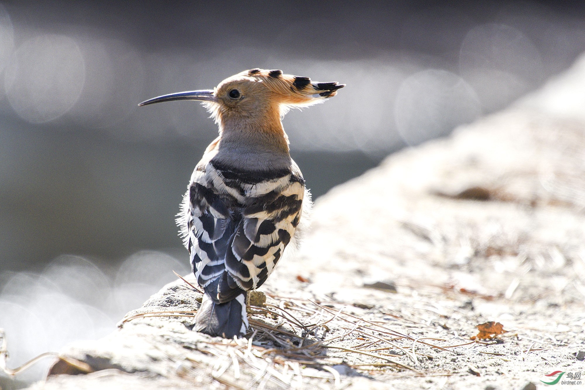 阳光照辉的凤冠