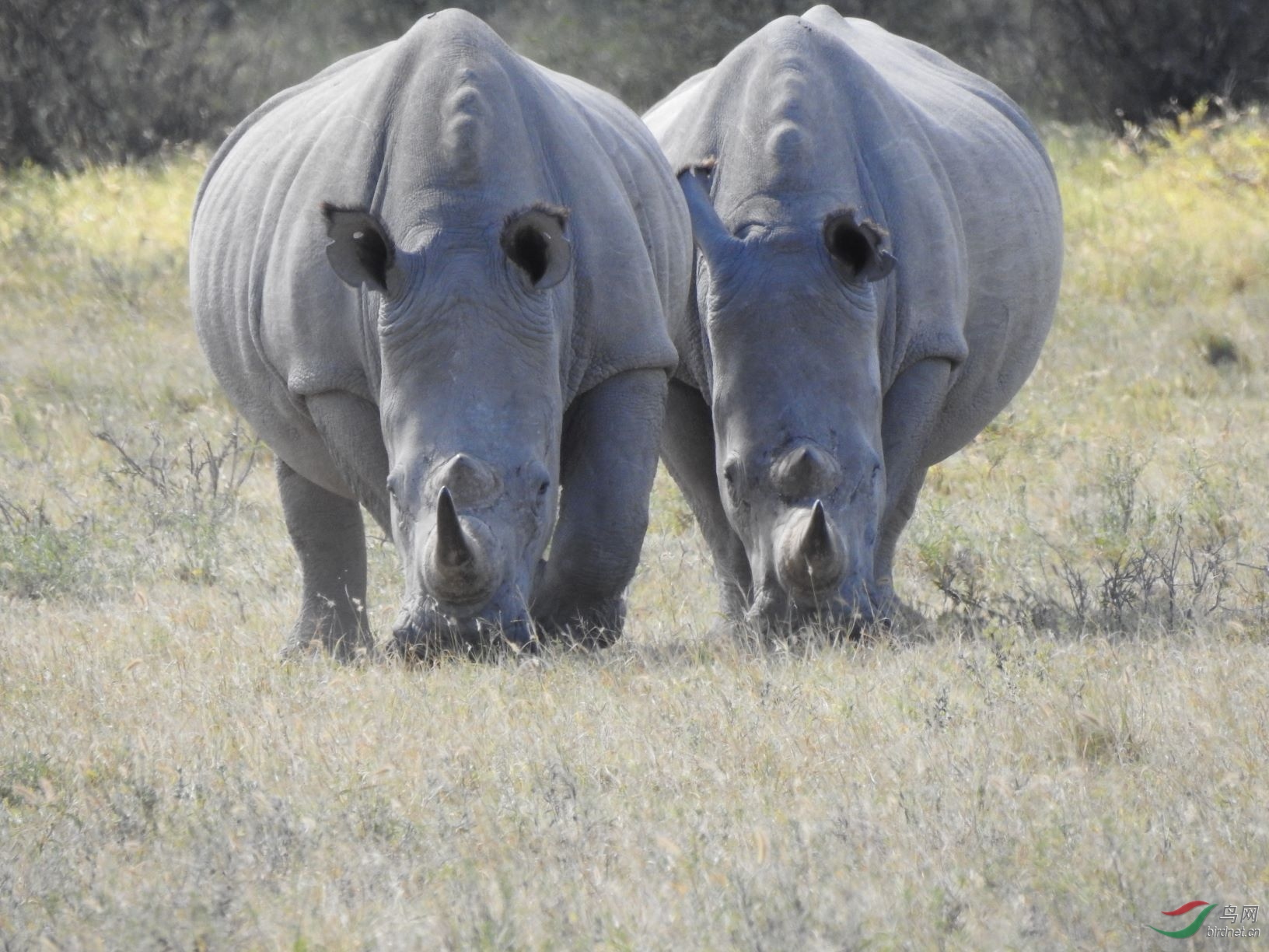 犀牛,犀牛 - 野生动物版 鸟网