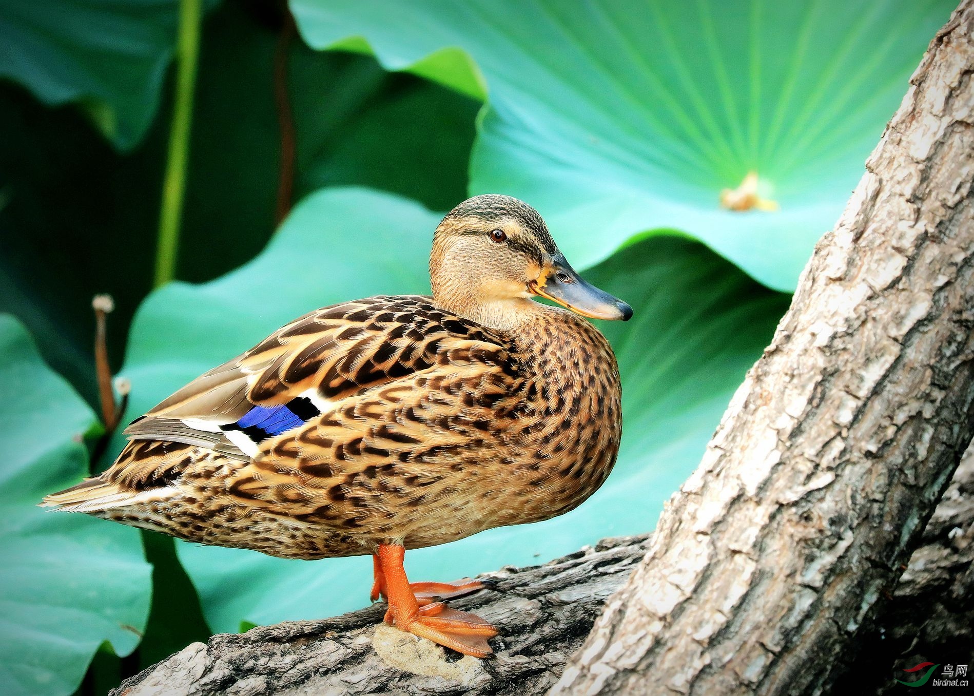 上树小息的绿头鸭