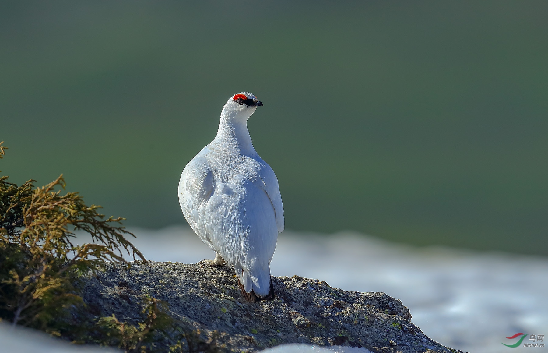 岩雷 回头望bj.jpg