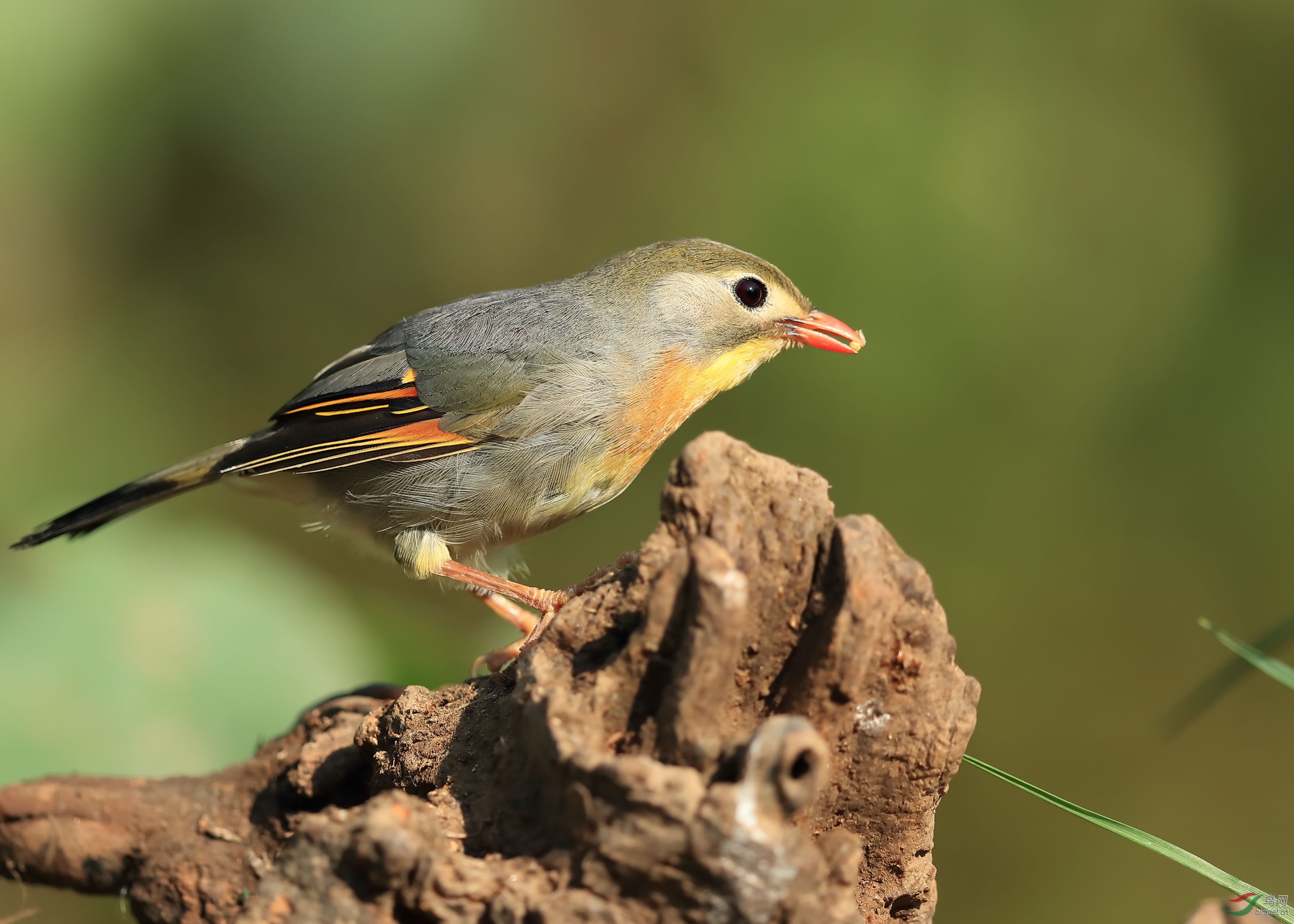 紅嘴相思鳥