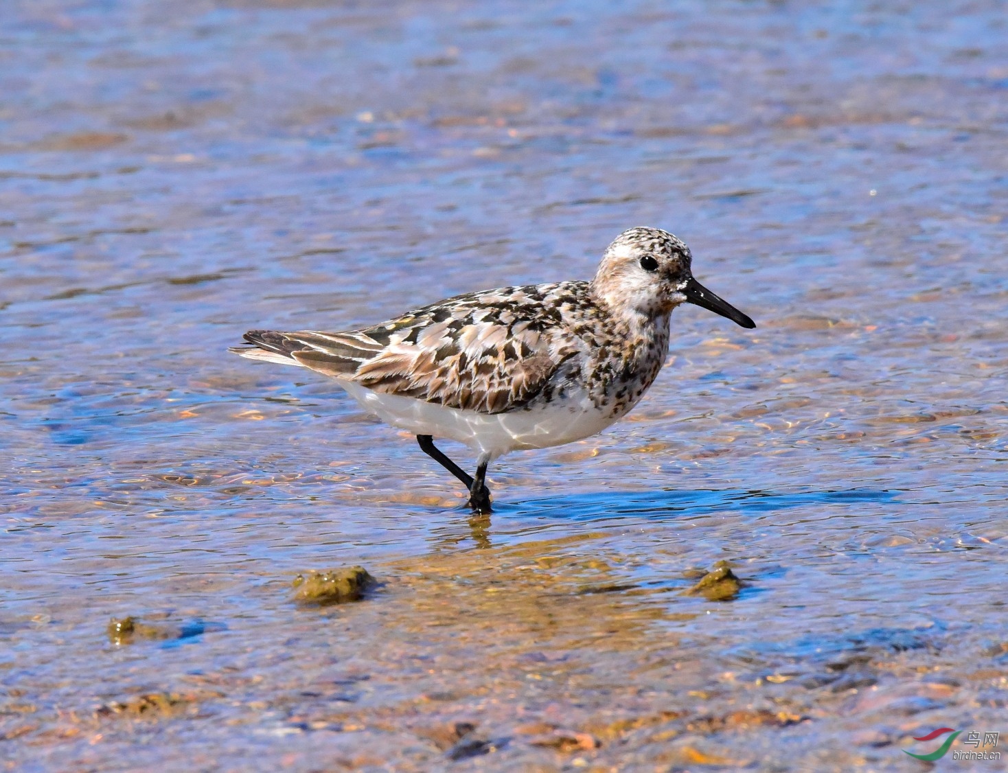 水清清兮鷸鳥立