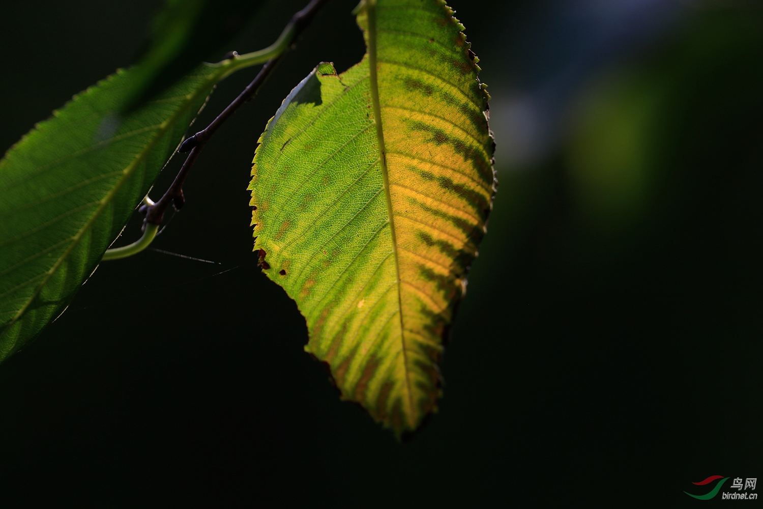_MG_4255.jpg