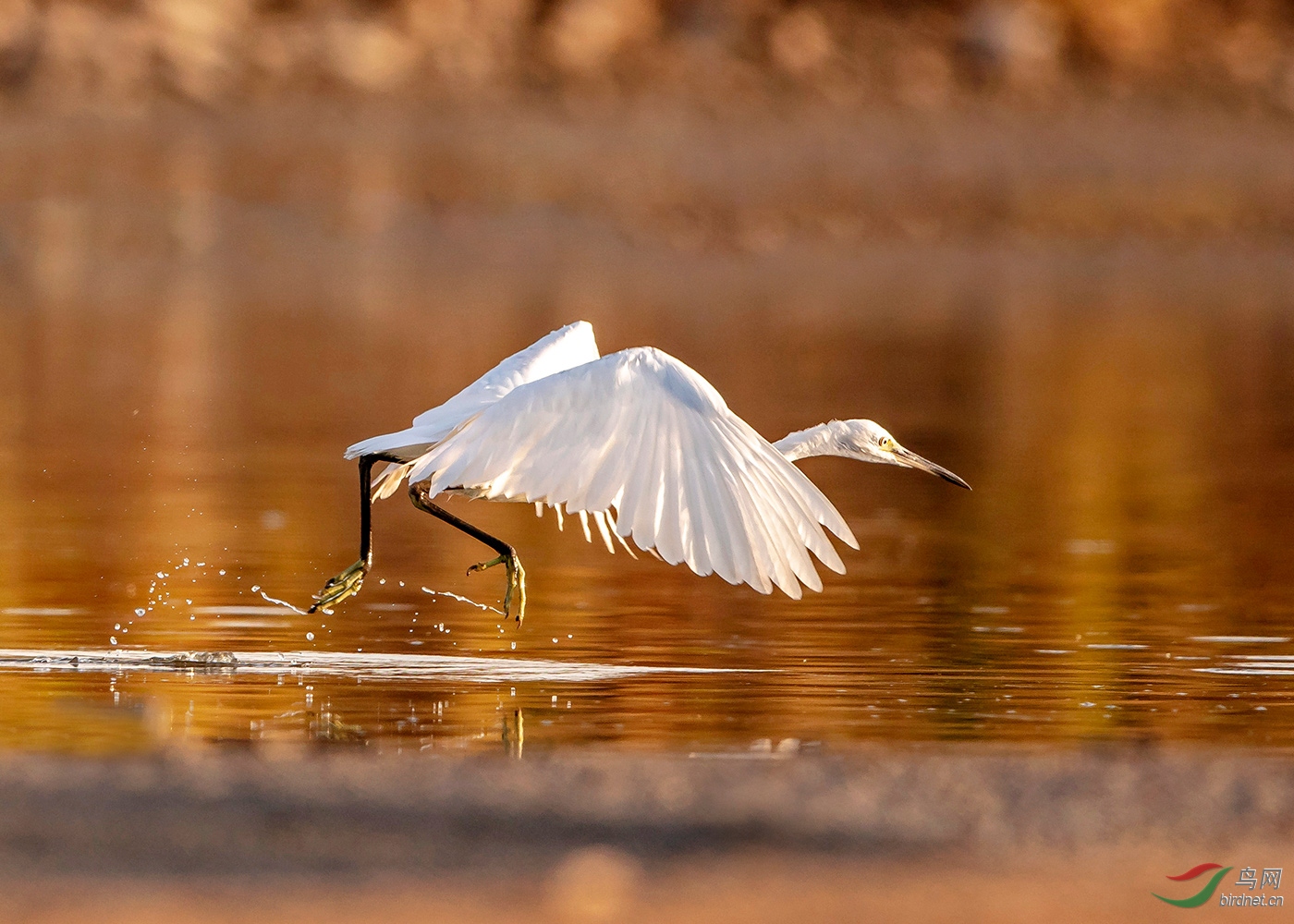 小白鹭水上行走激起浪花溅