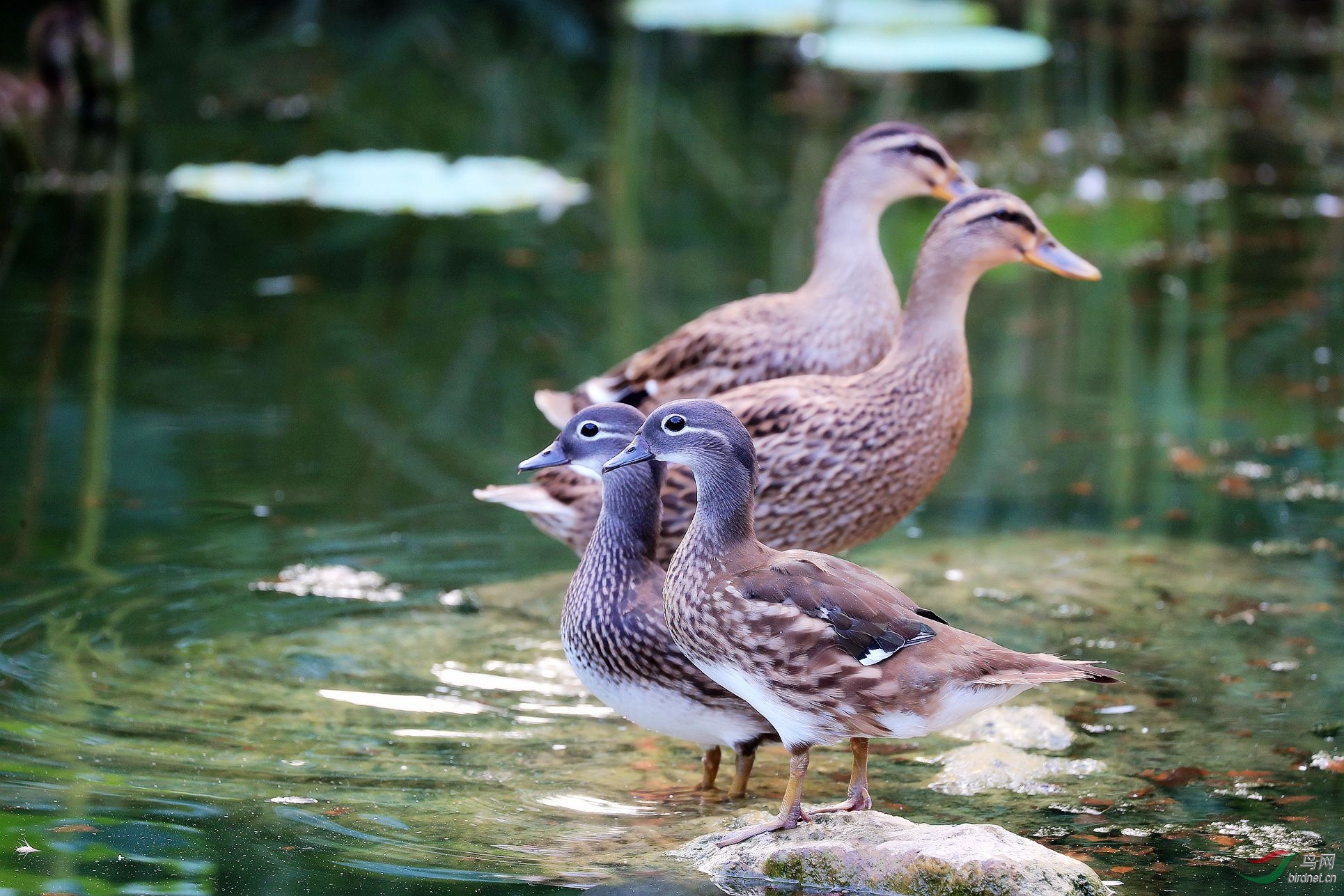 鸳鸯与绿头鸭(亚成)