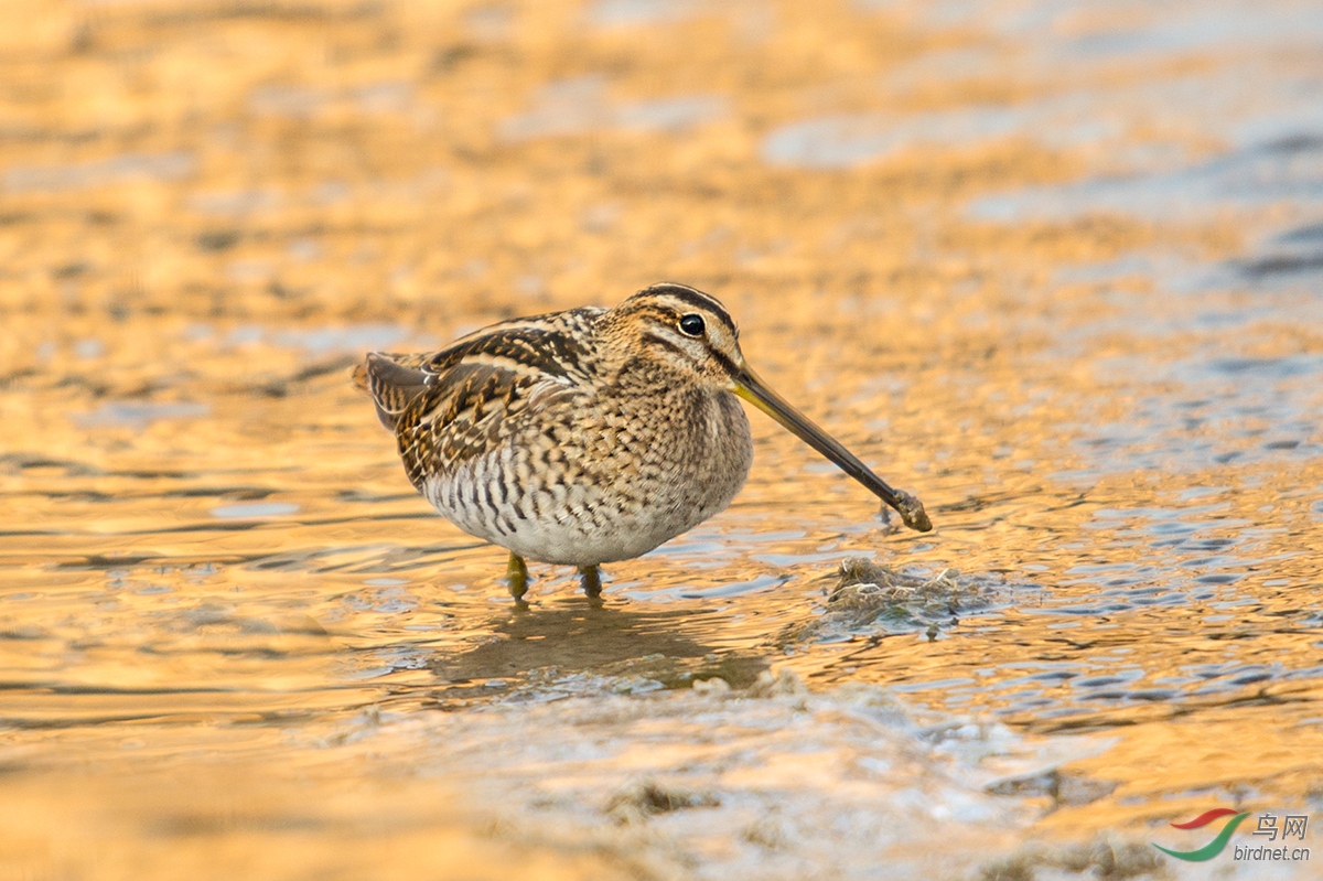 难得一见的迷鸟:澳南沙锥