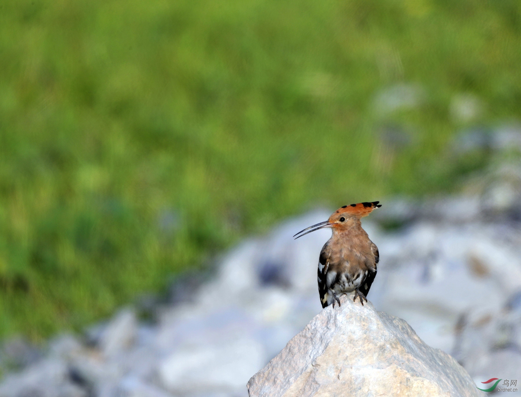 戴胜- 甘肃版 gansu 鸟网