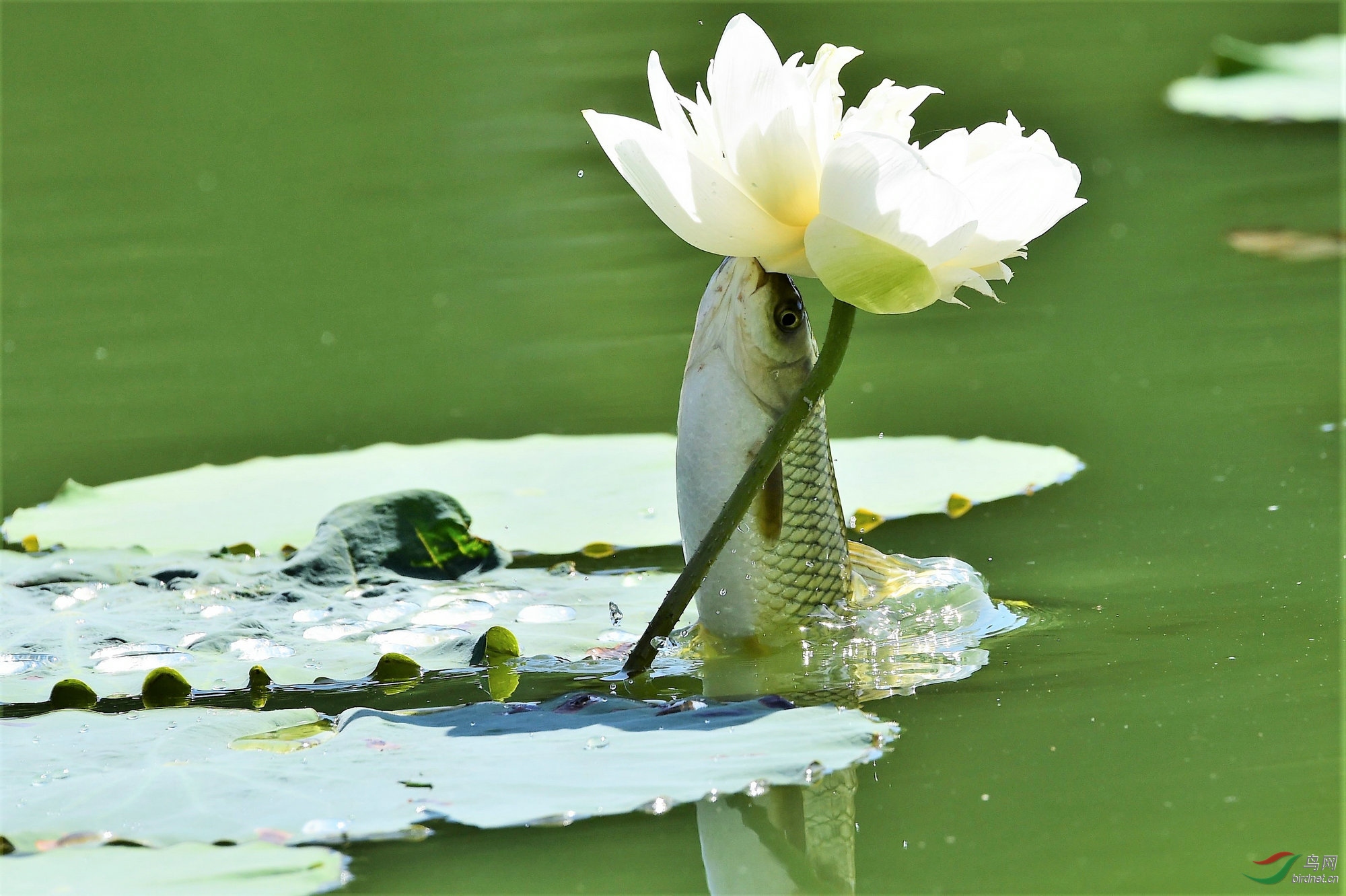 《鱼荷之恋.3》