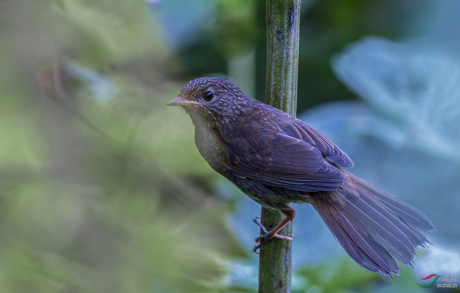 重庆金佛山拍的不知是什么鸟