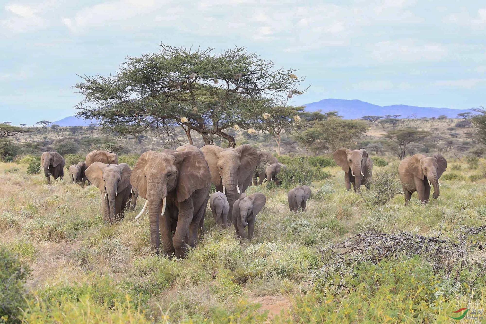 非洲大象【摄于肯尼亚】.jpg