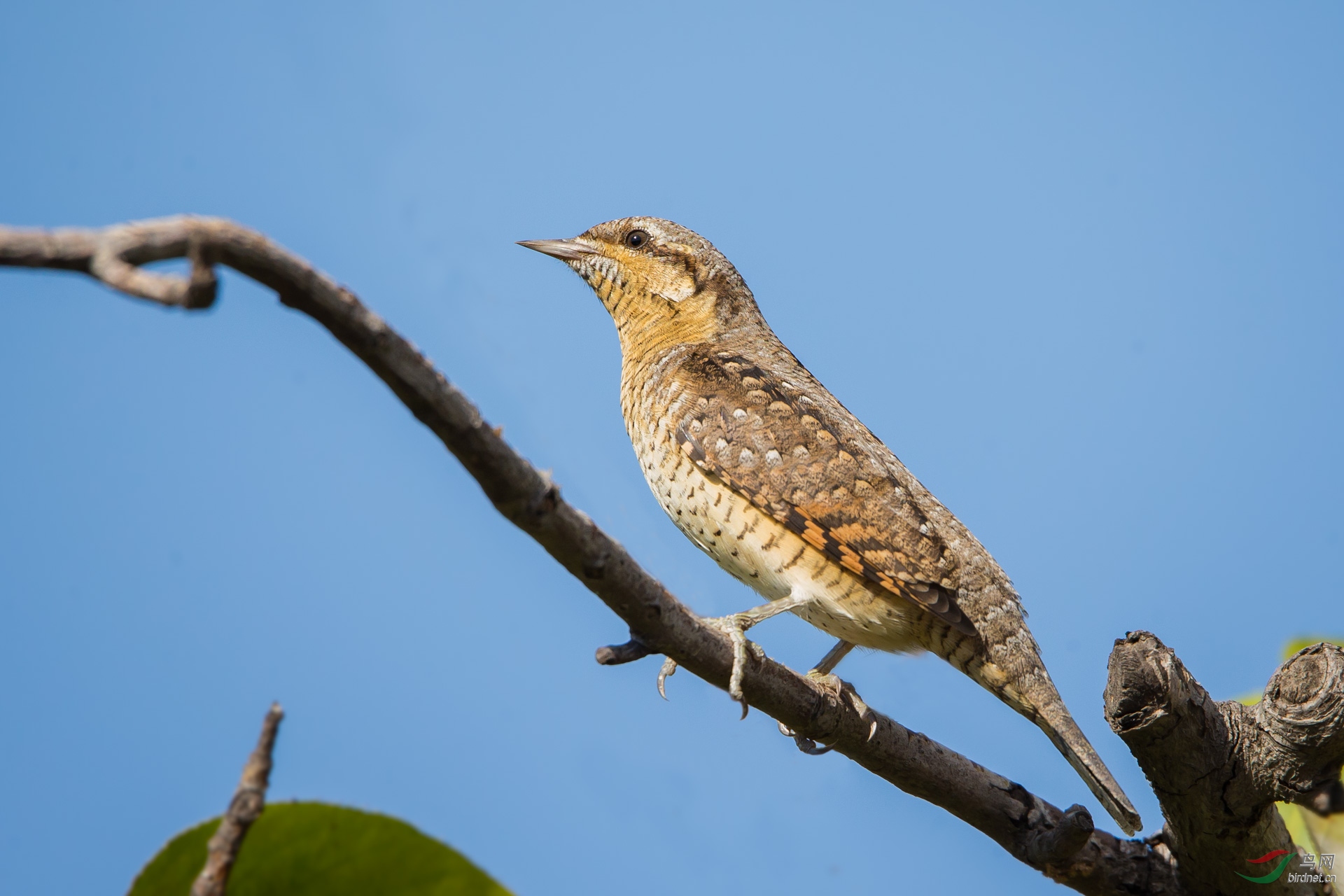 蓝蓝的天空蚁鴷