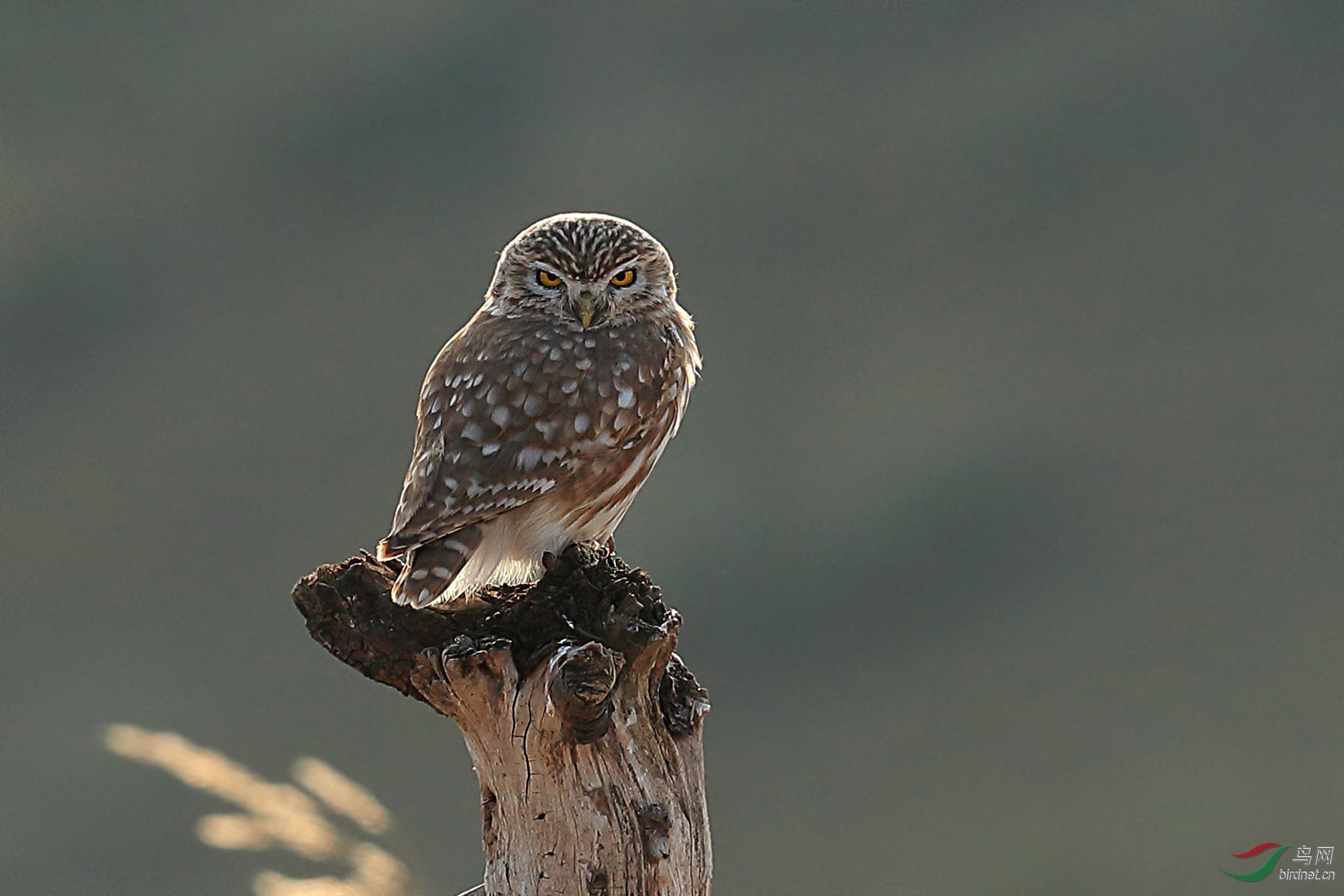(纵纹腹小鸮)-霸气十足