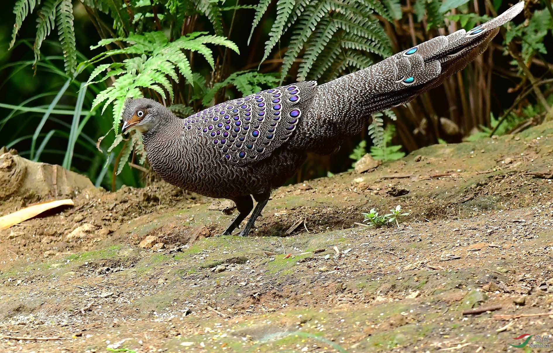 灰孔雀雉