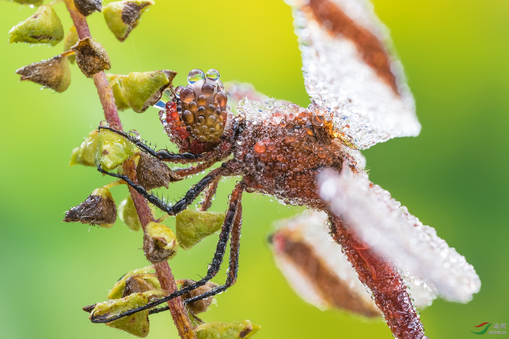 白露时节的露水昆虫