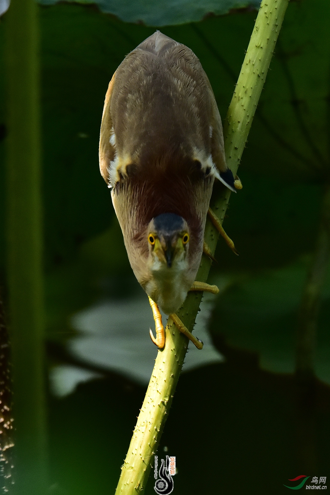 DSC_6235.JPG