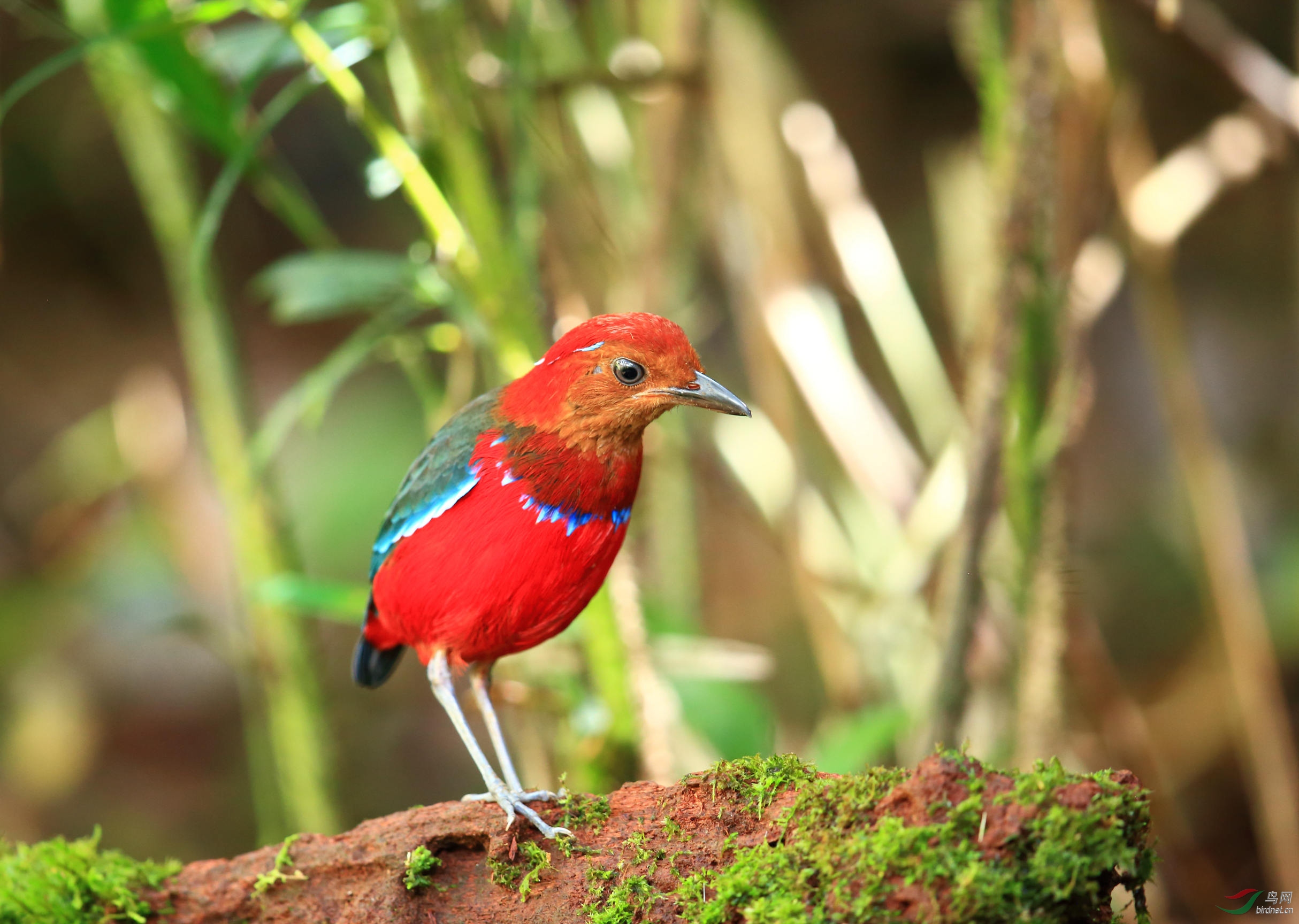 蓝斑八色鸫(贺荣获鸟类精华)