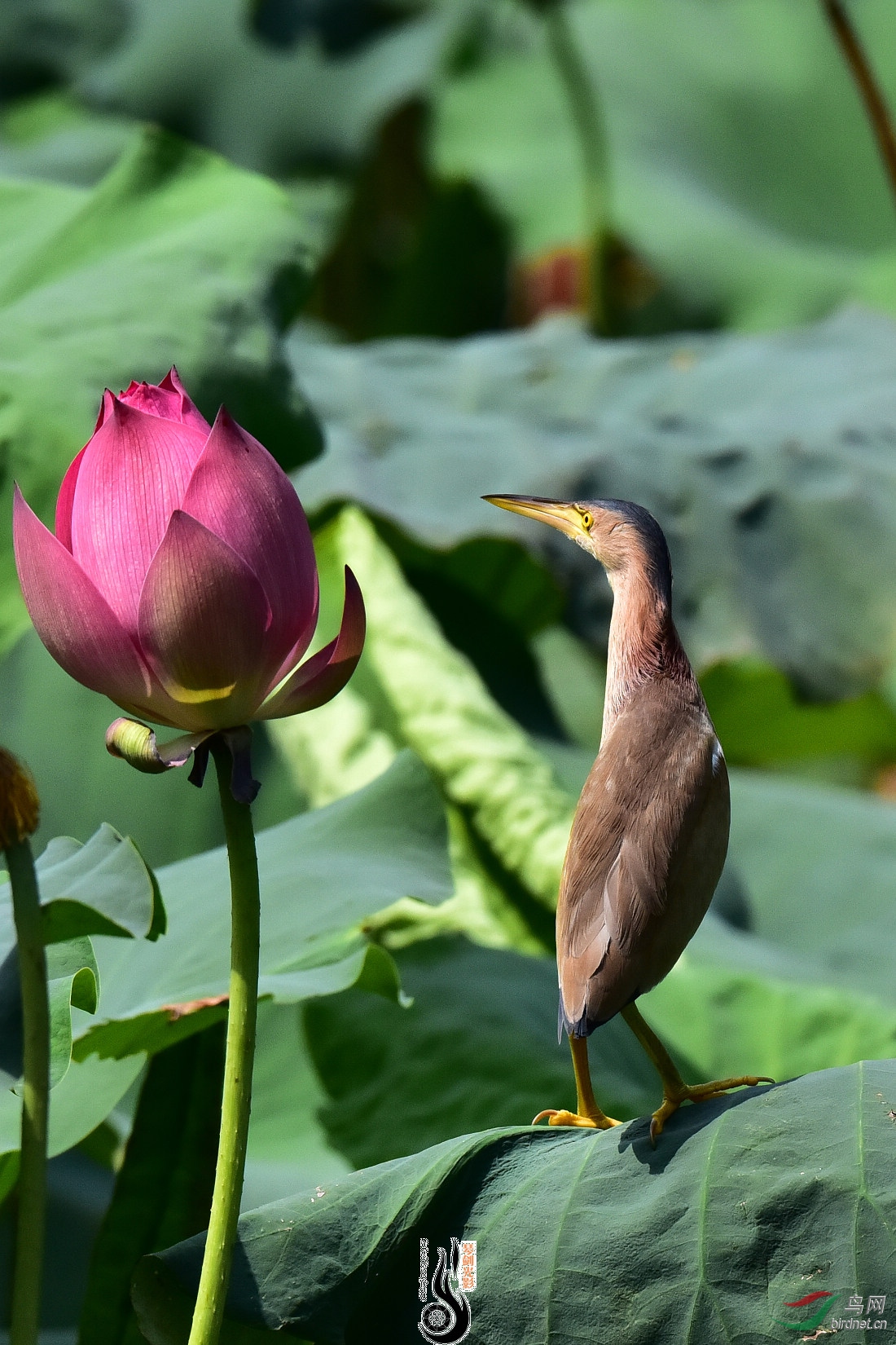 DSC_6245.JPG