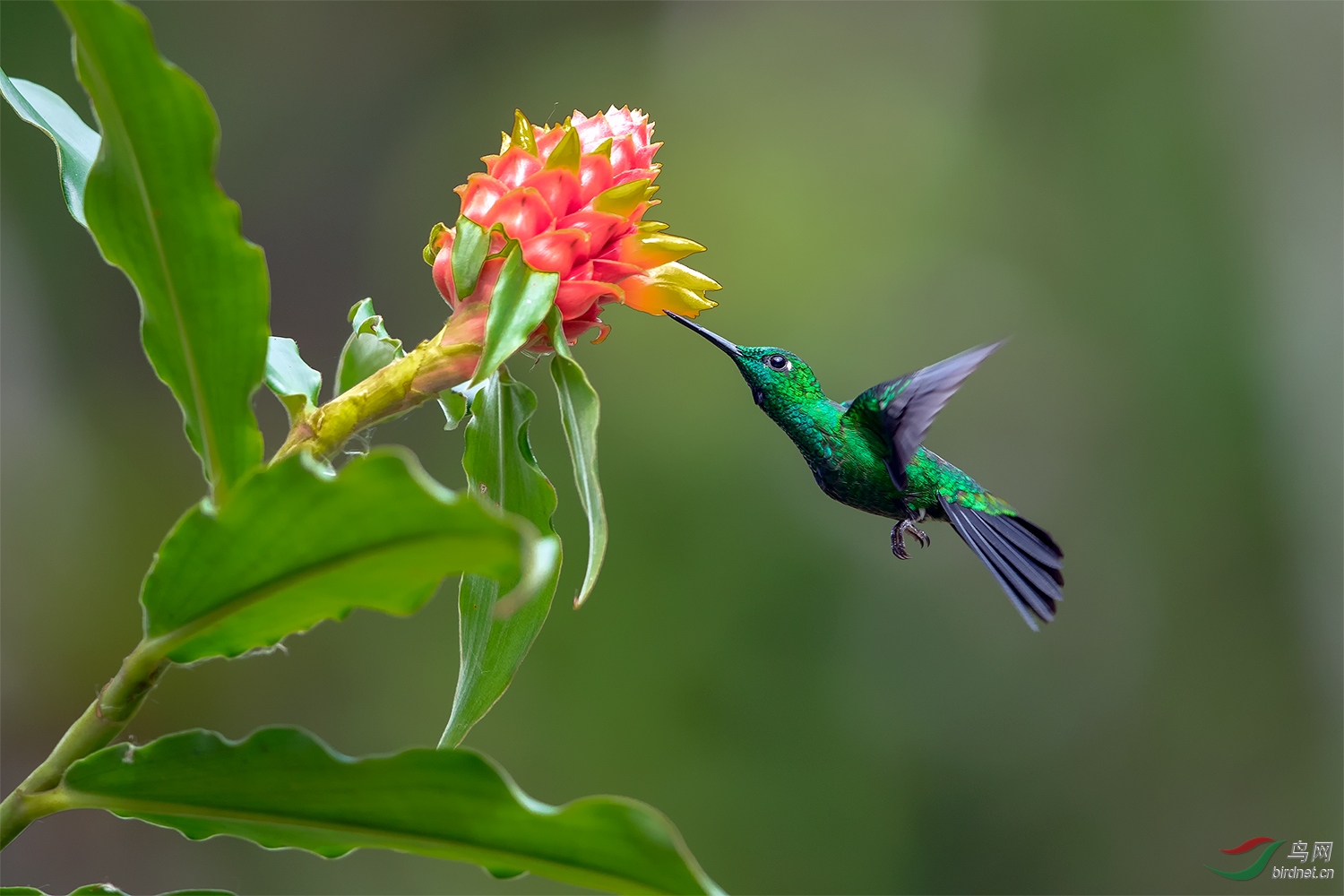绿顶辉蜂鸟摄于哥斯达黎加祝贺荣获首页鸟类精华