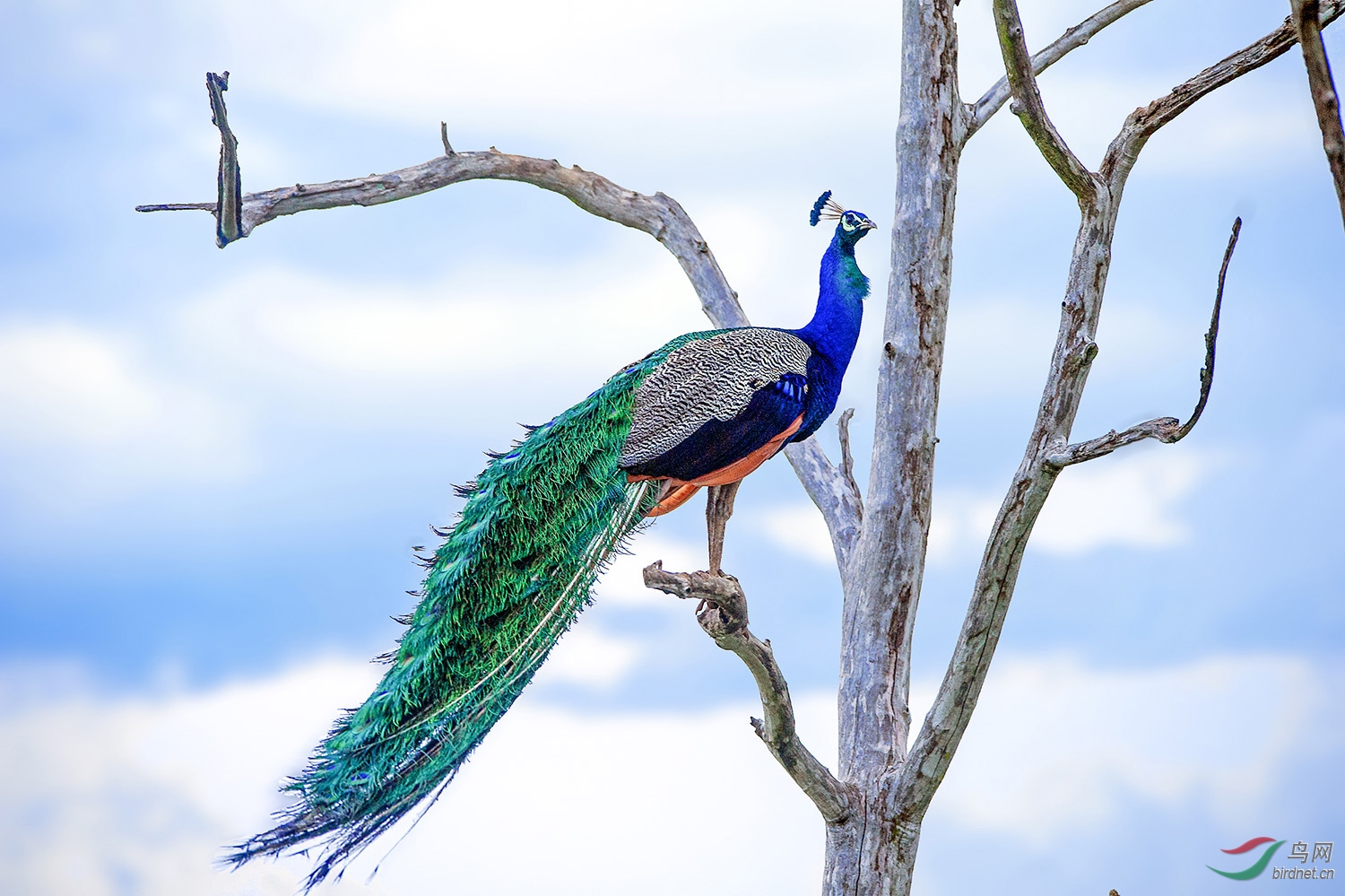 树上的孔雀