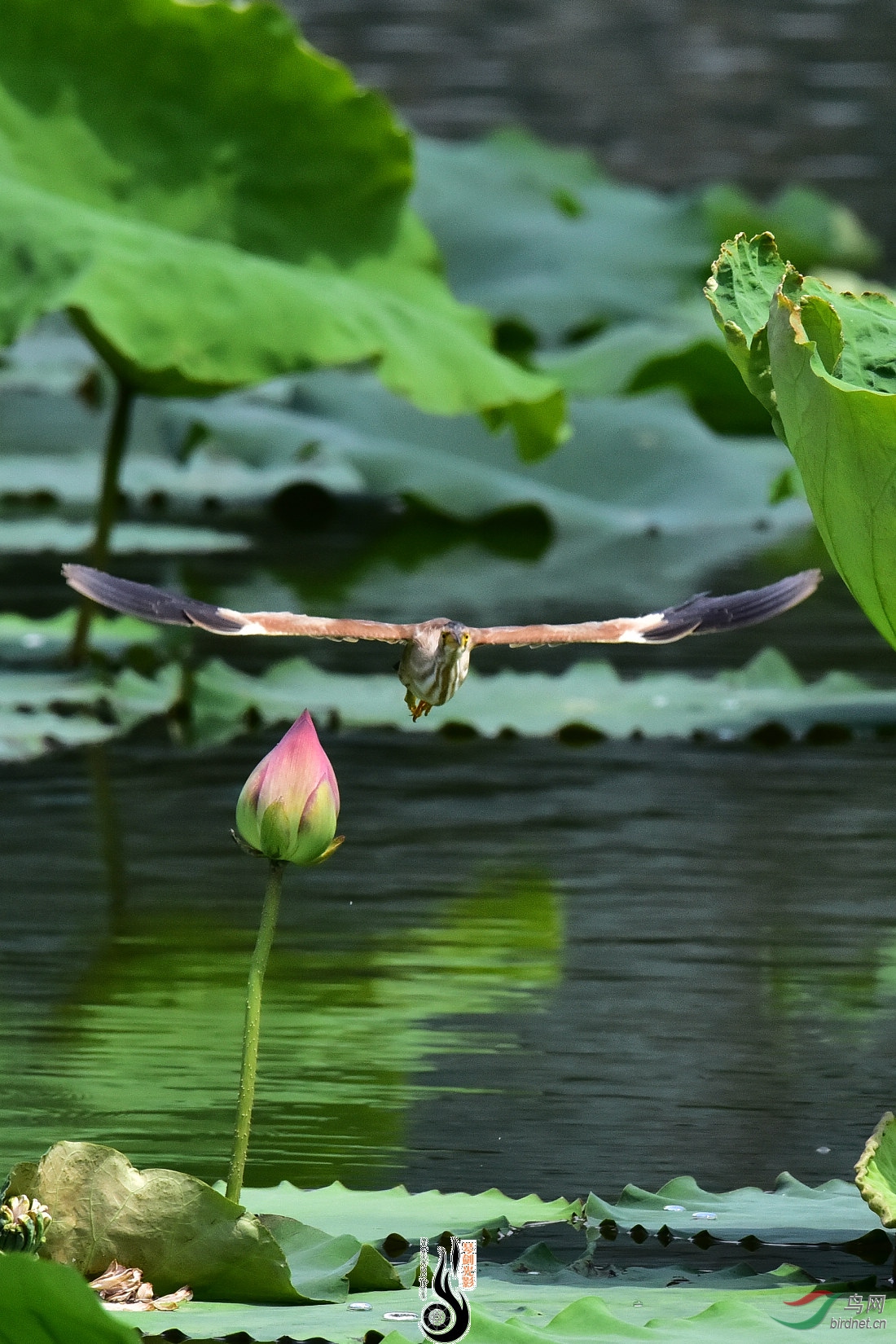 DSC_6315.JPG