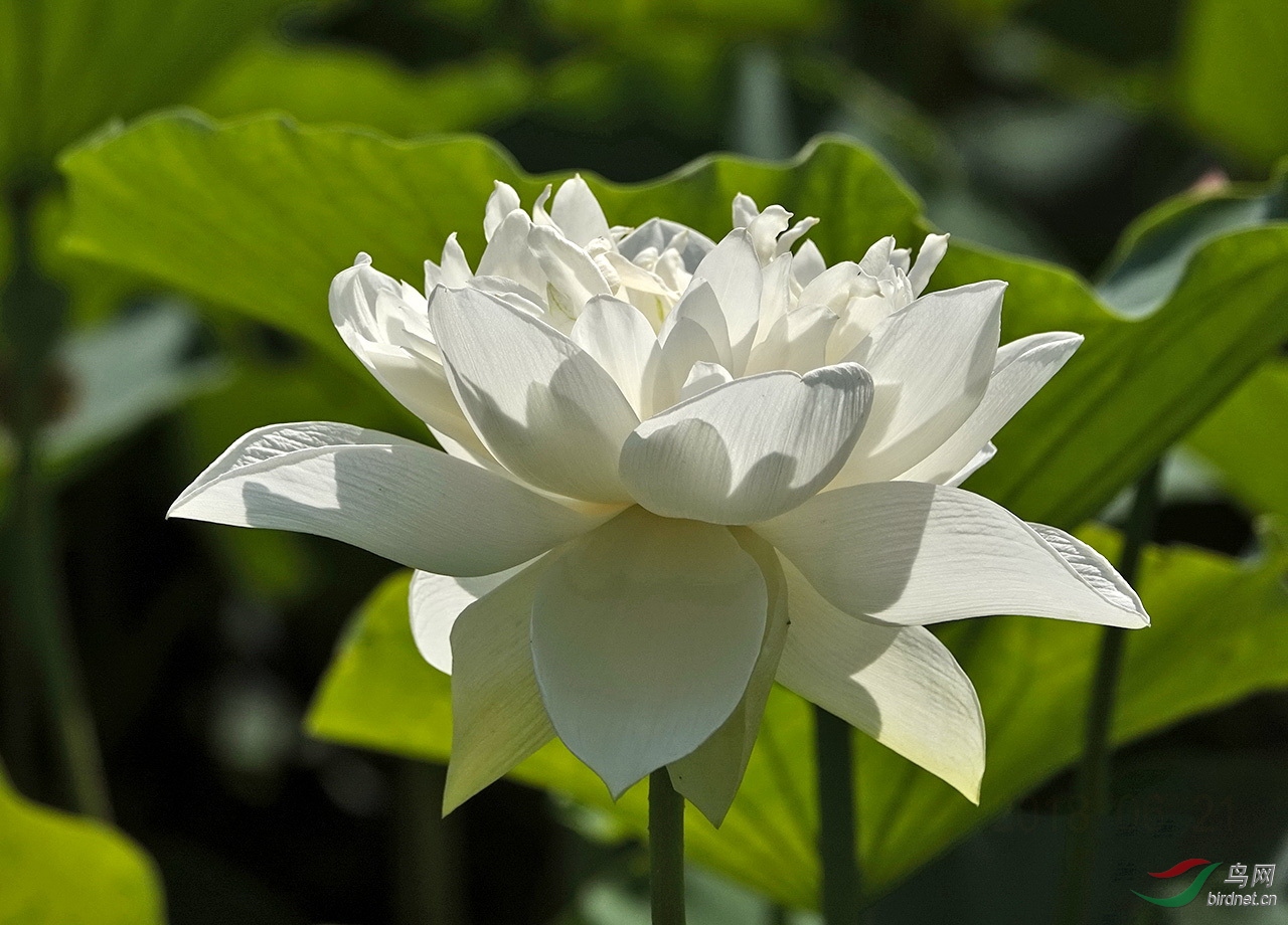 白色荷花6