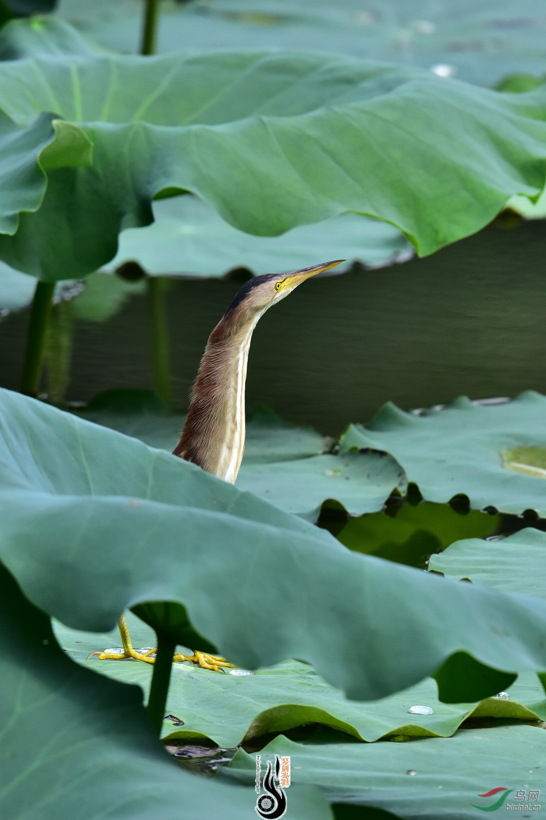 DSC_6332.JPG