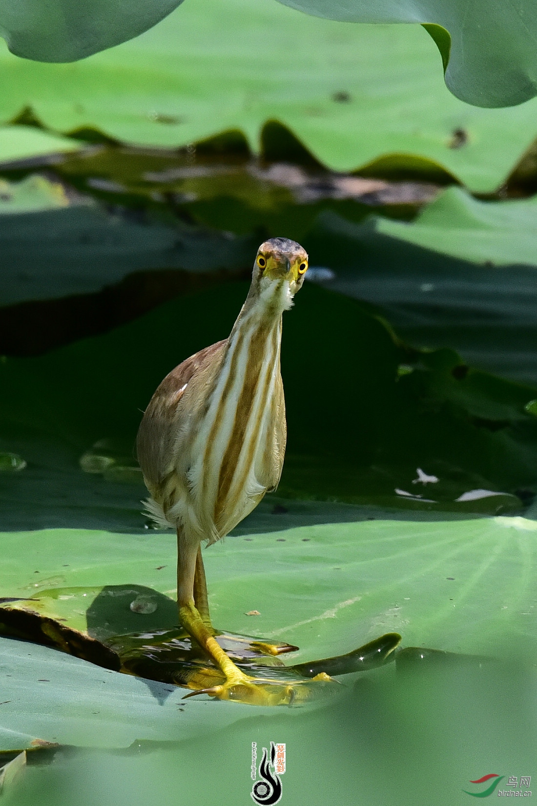 DSC_6334.JPG