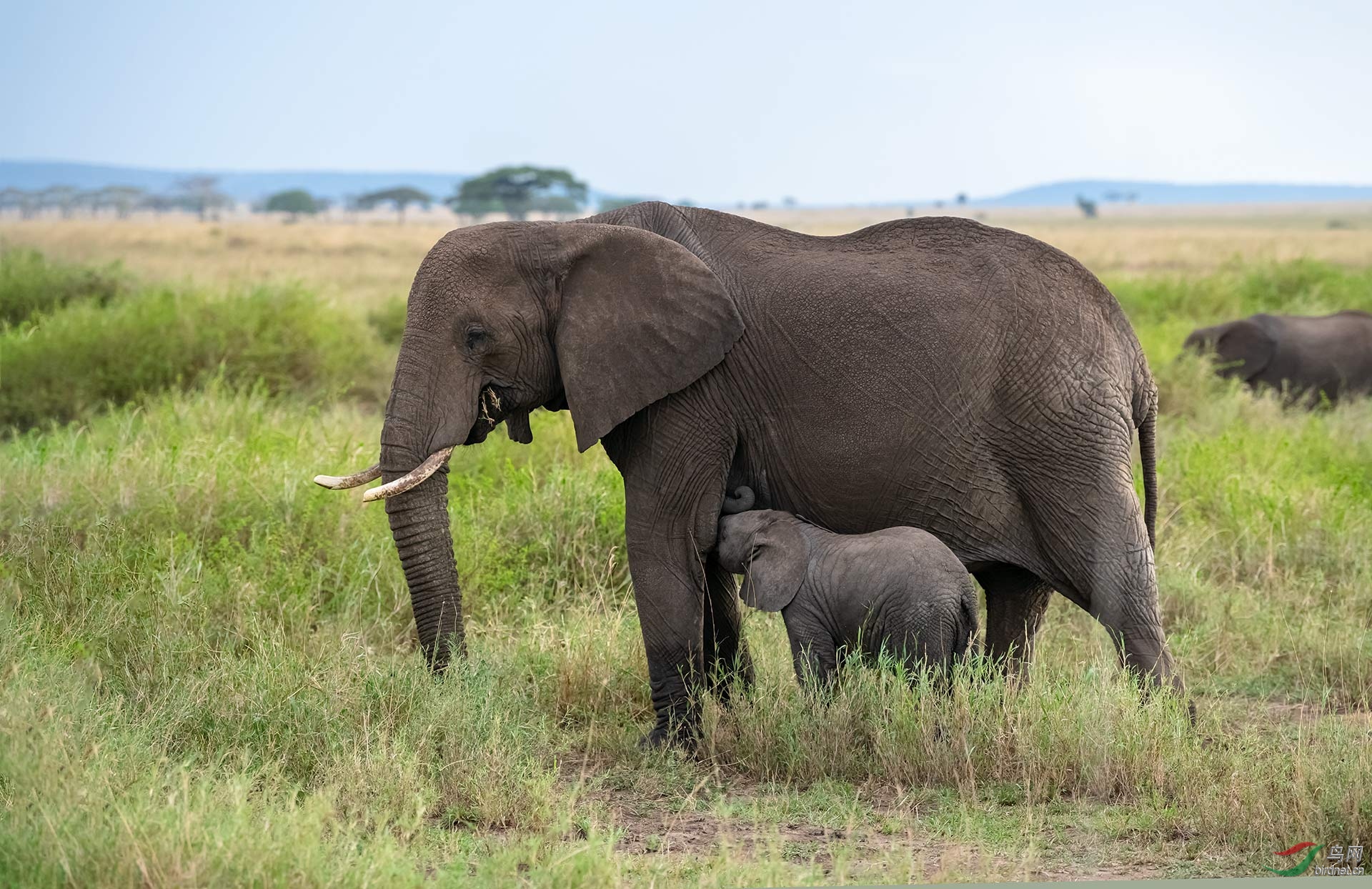 小象吃奶恭贺老师作品荣获首页精华