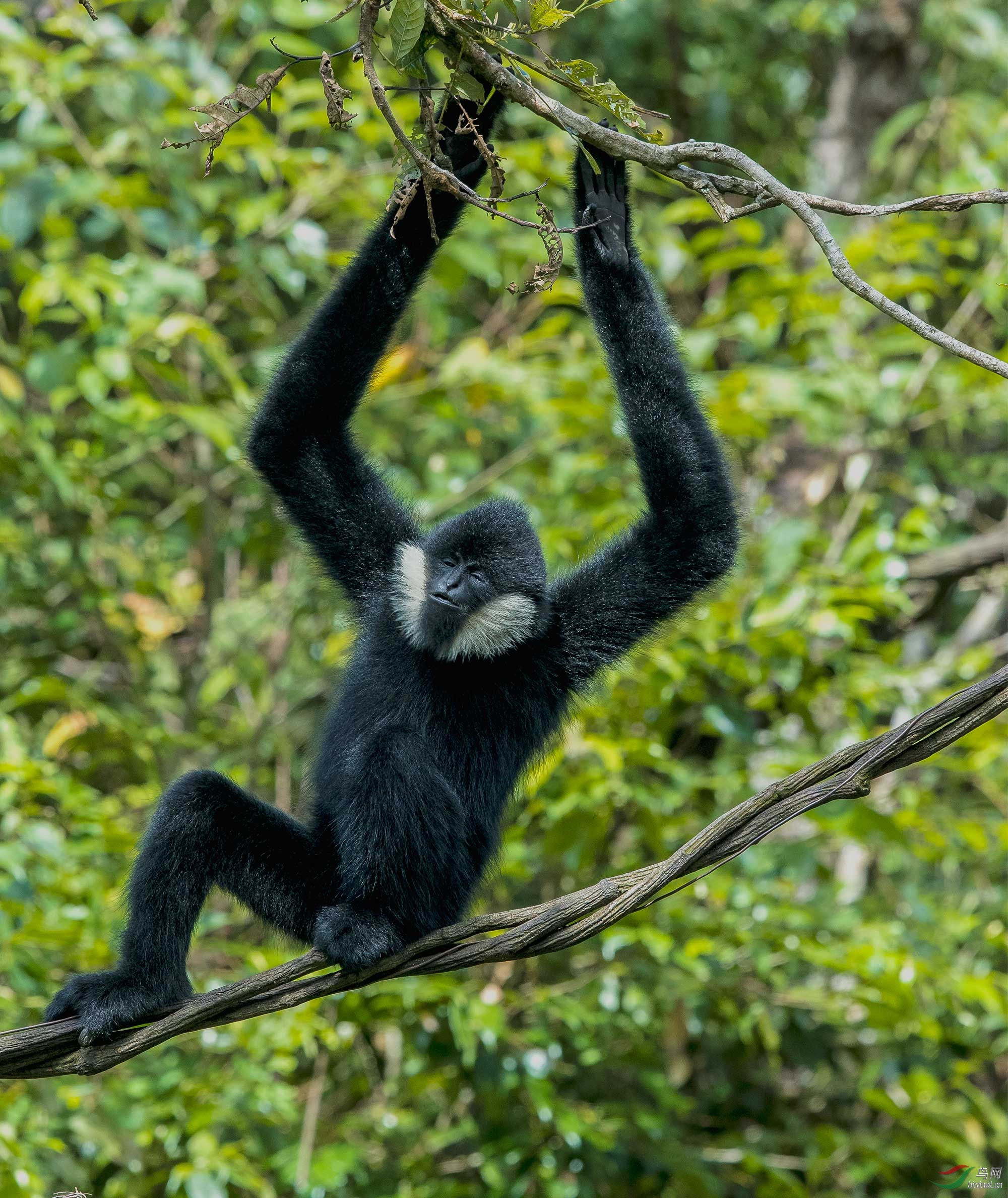 濒危物种__白颊长臂猿是树栖动物,天当被藤当床已成习惯