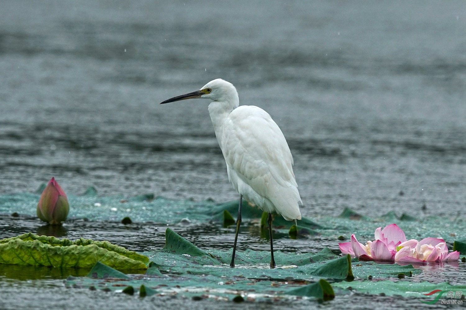 荷花白鹭