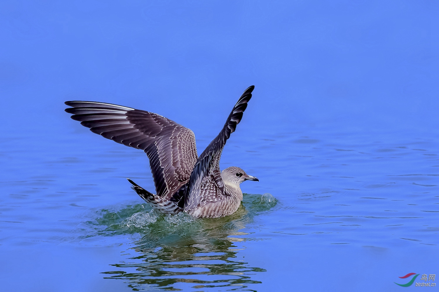 罕见的候鸟 ---- 长尾贼鸥
