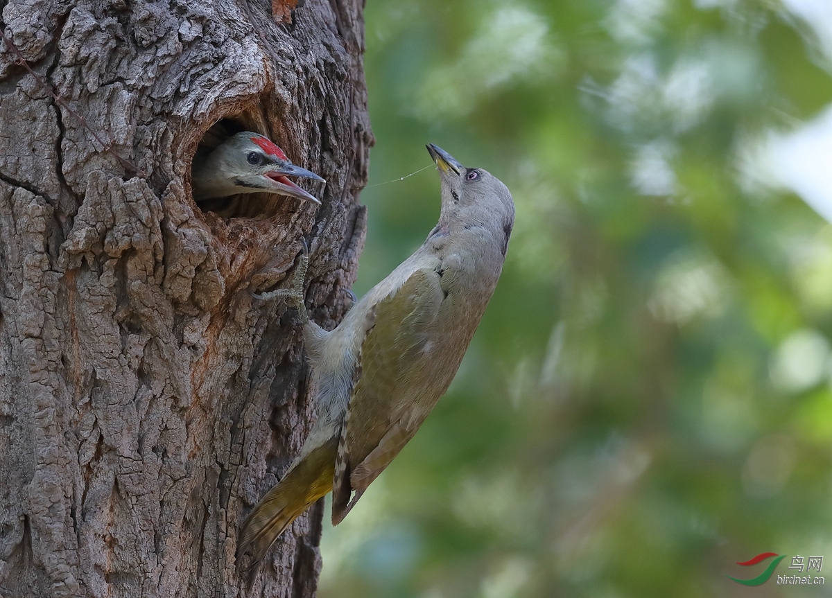 灰头绿喂雏