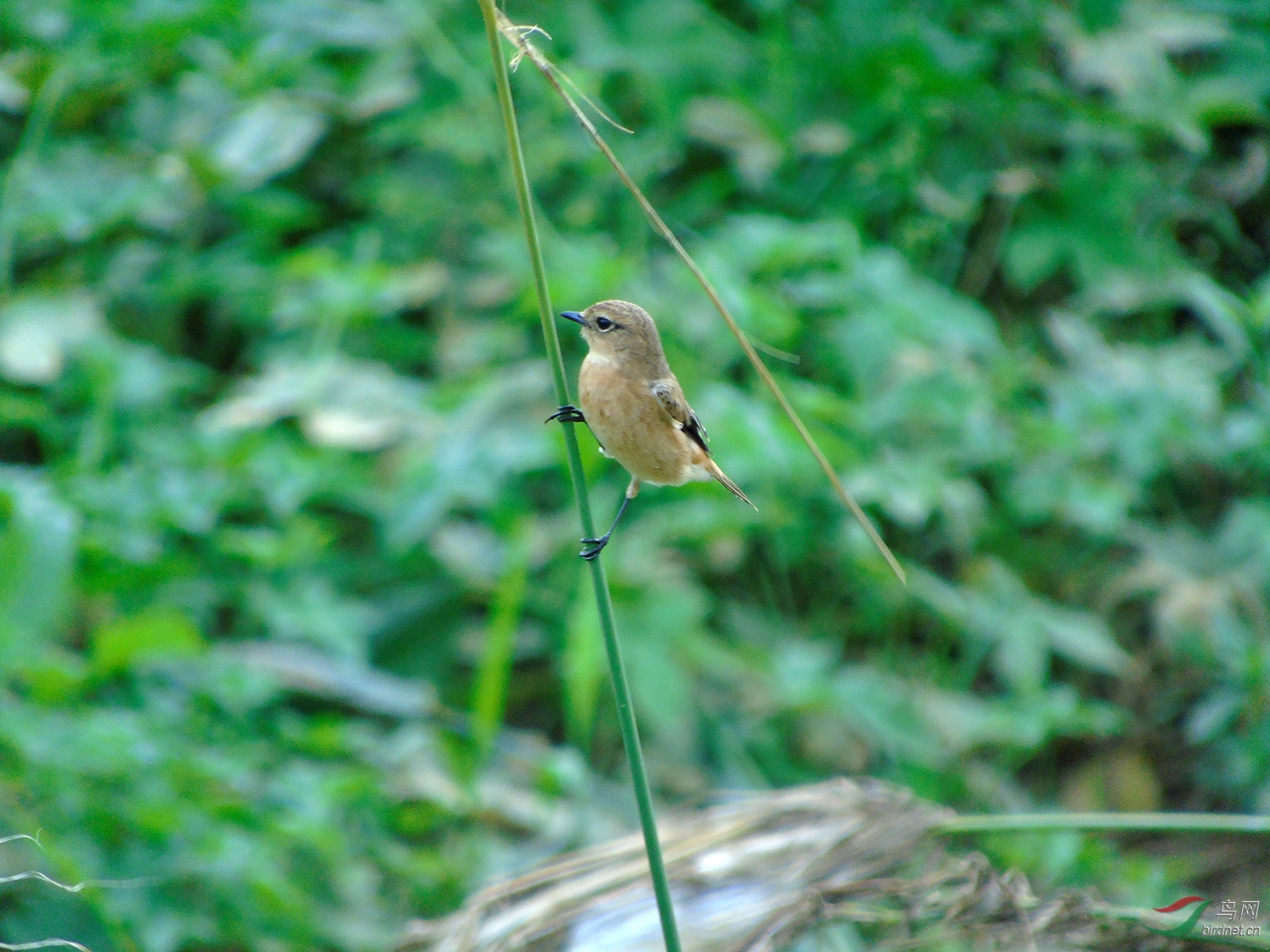 DSC06223.jpg