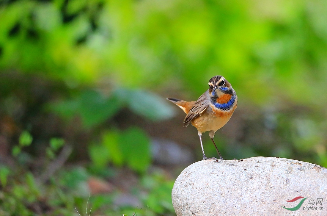 红蓝靛颏齐聚天坛