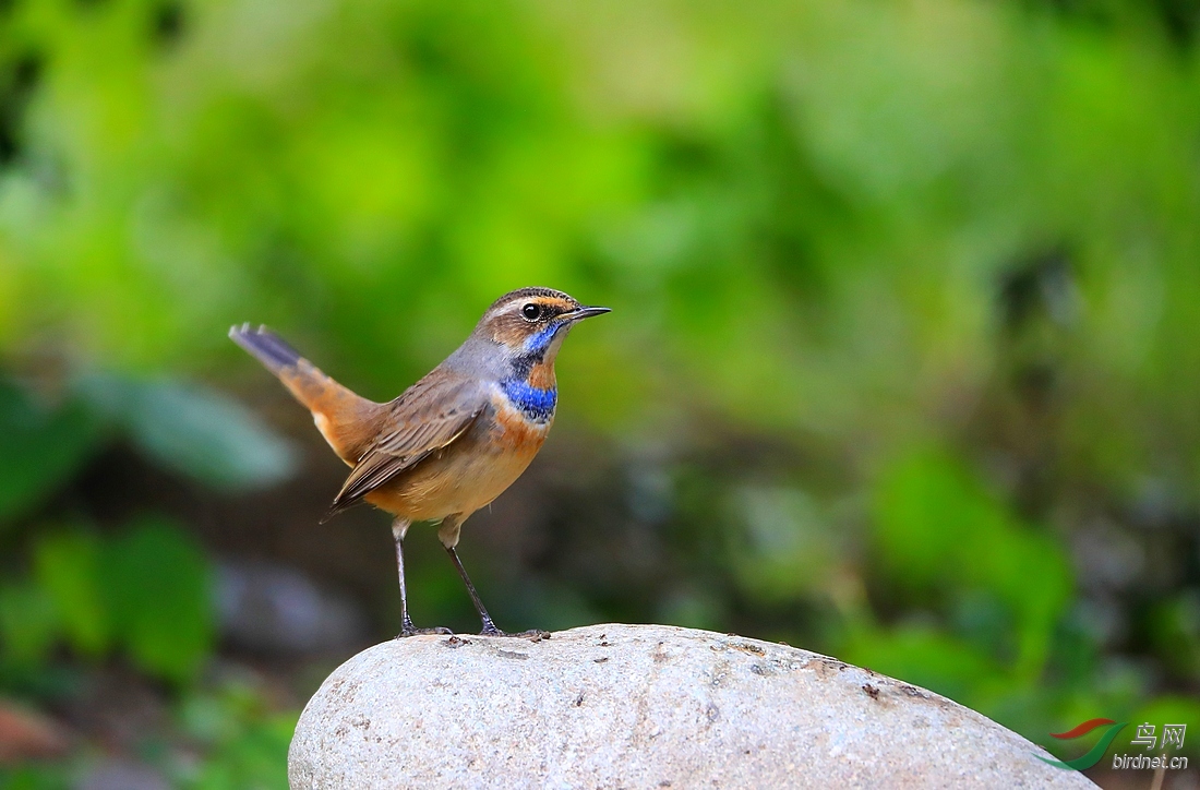 红蓝靛颏齐聚天坛