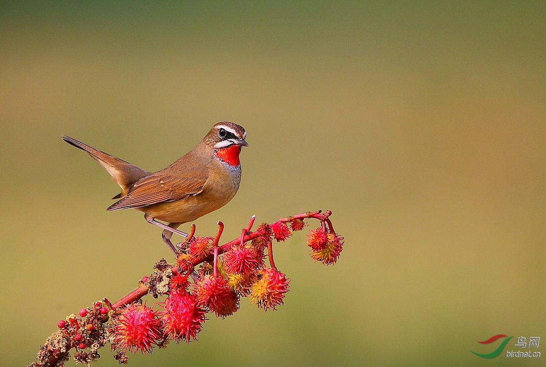 红蓝靛颏齐聚天坛